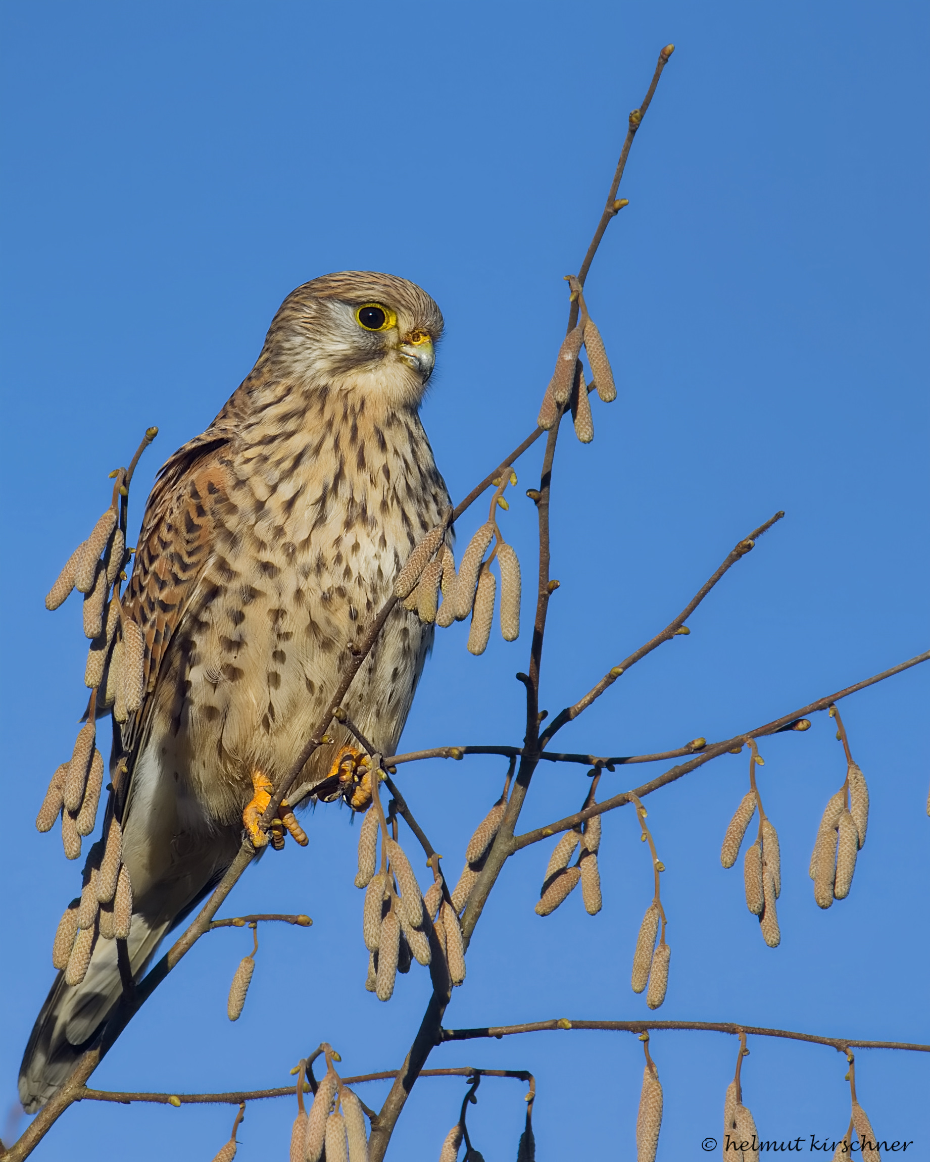 Falke im Hasel