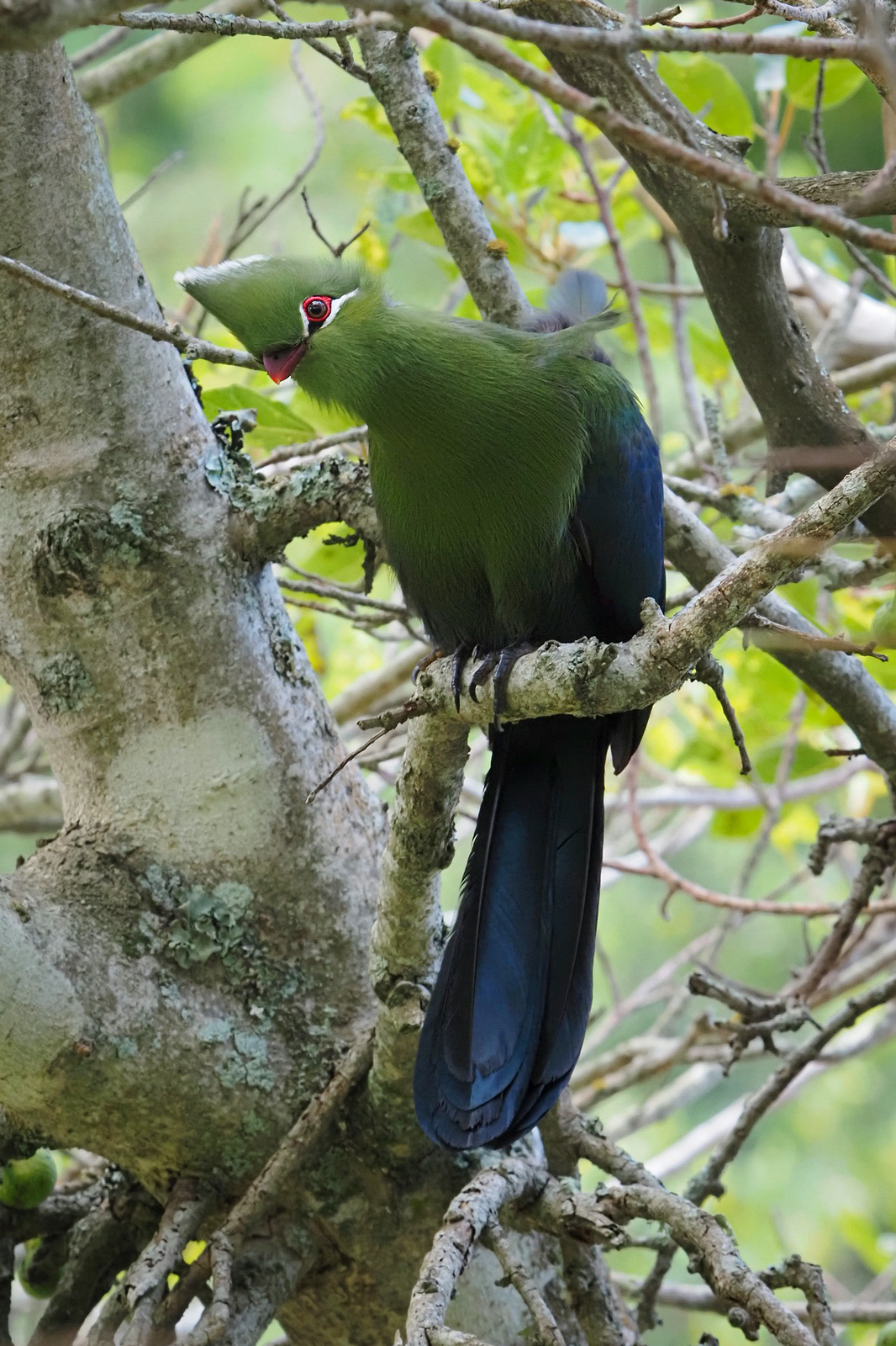 Turako-Einzigartigkeit von Turacoverdin & Turacin