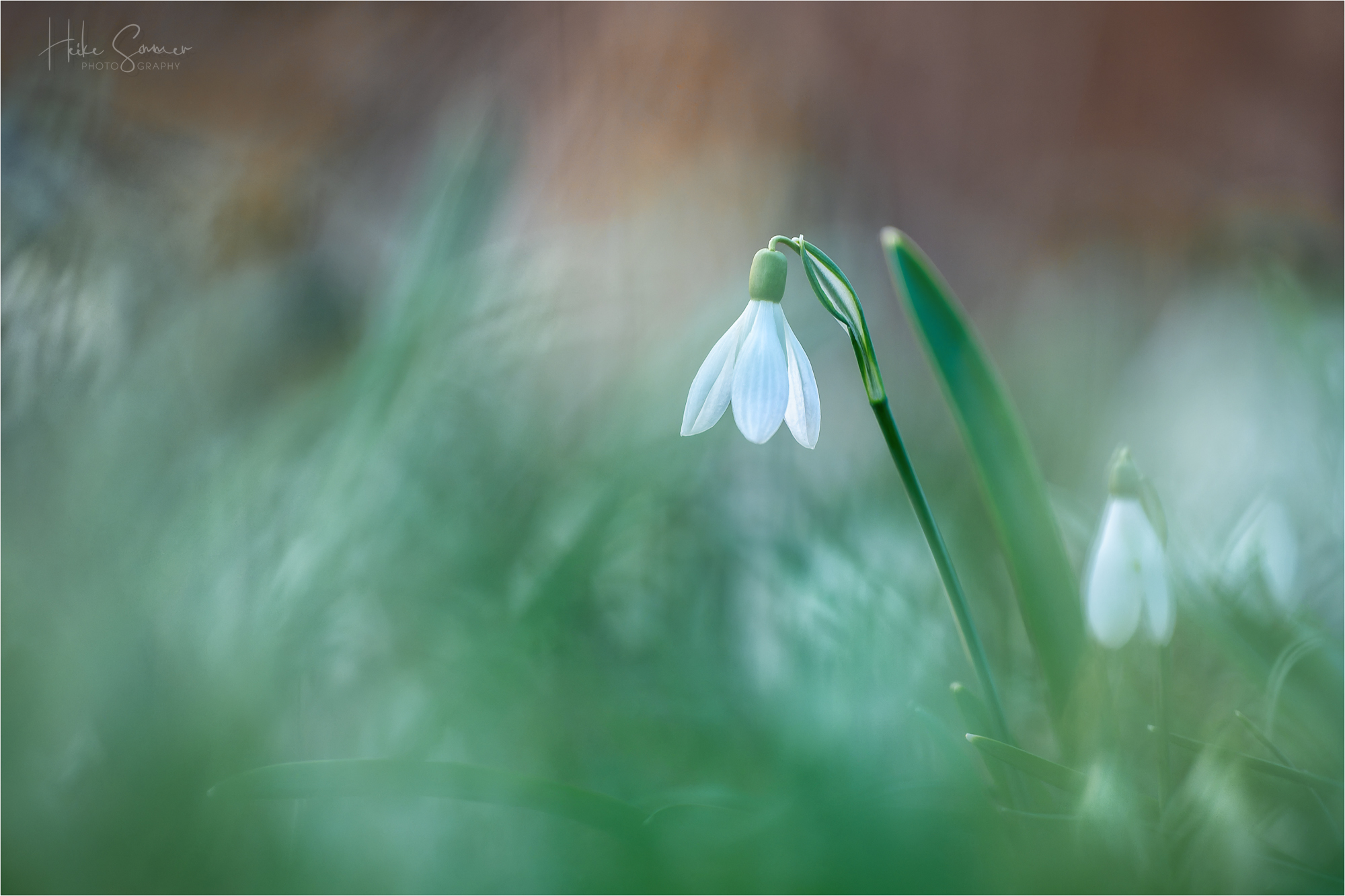"Gemälde" mit Schneeglöckchen