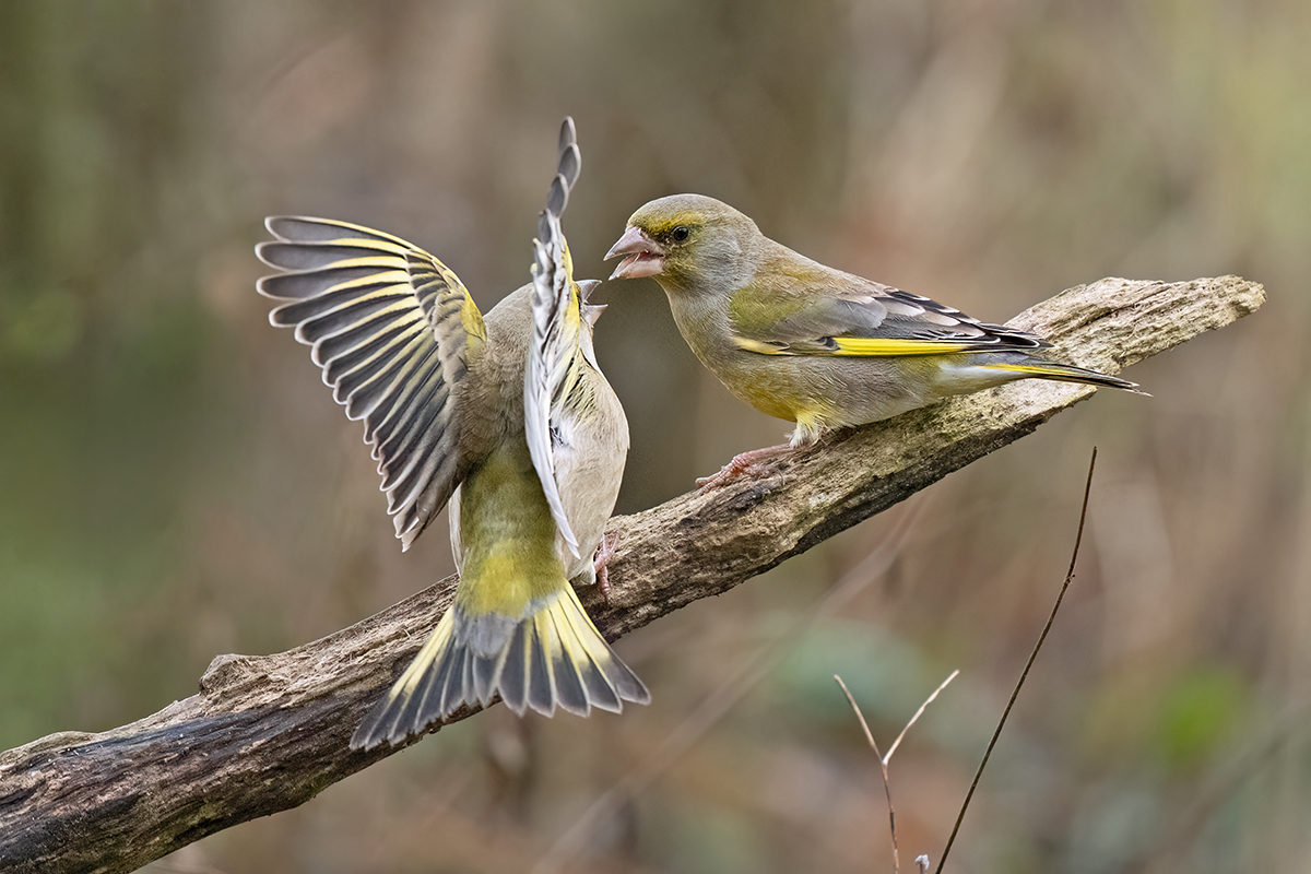 Meinungsverschiedenheiten_2