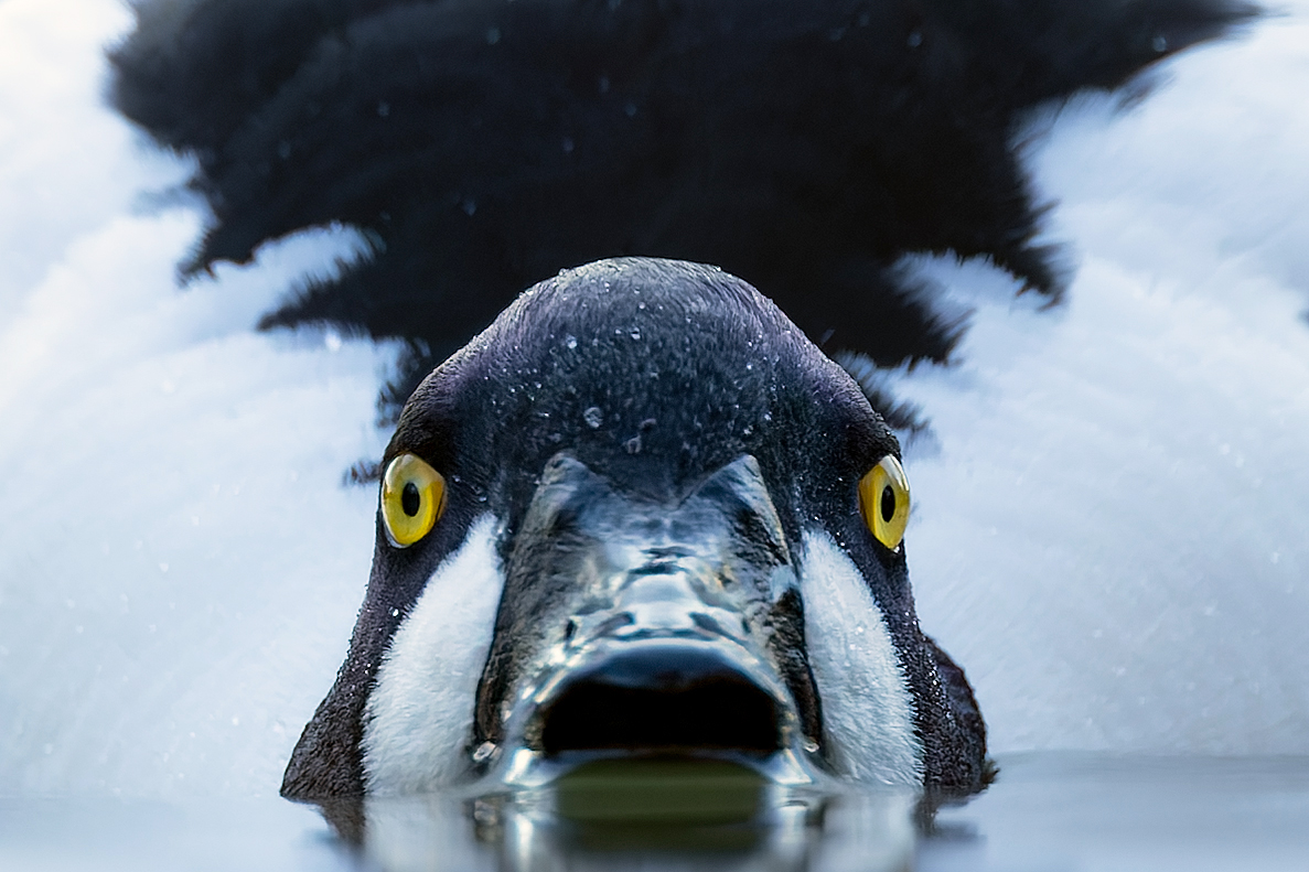 Auge in Auge