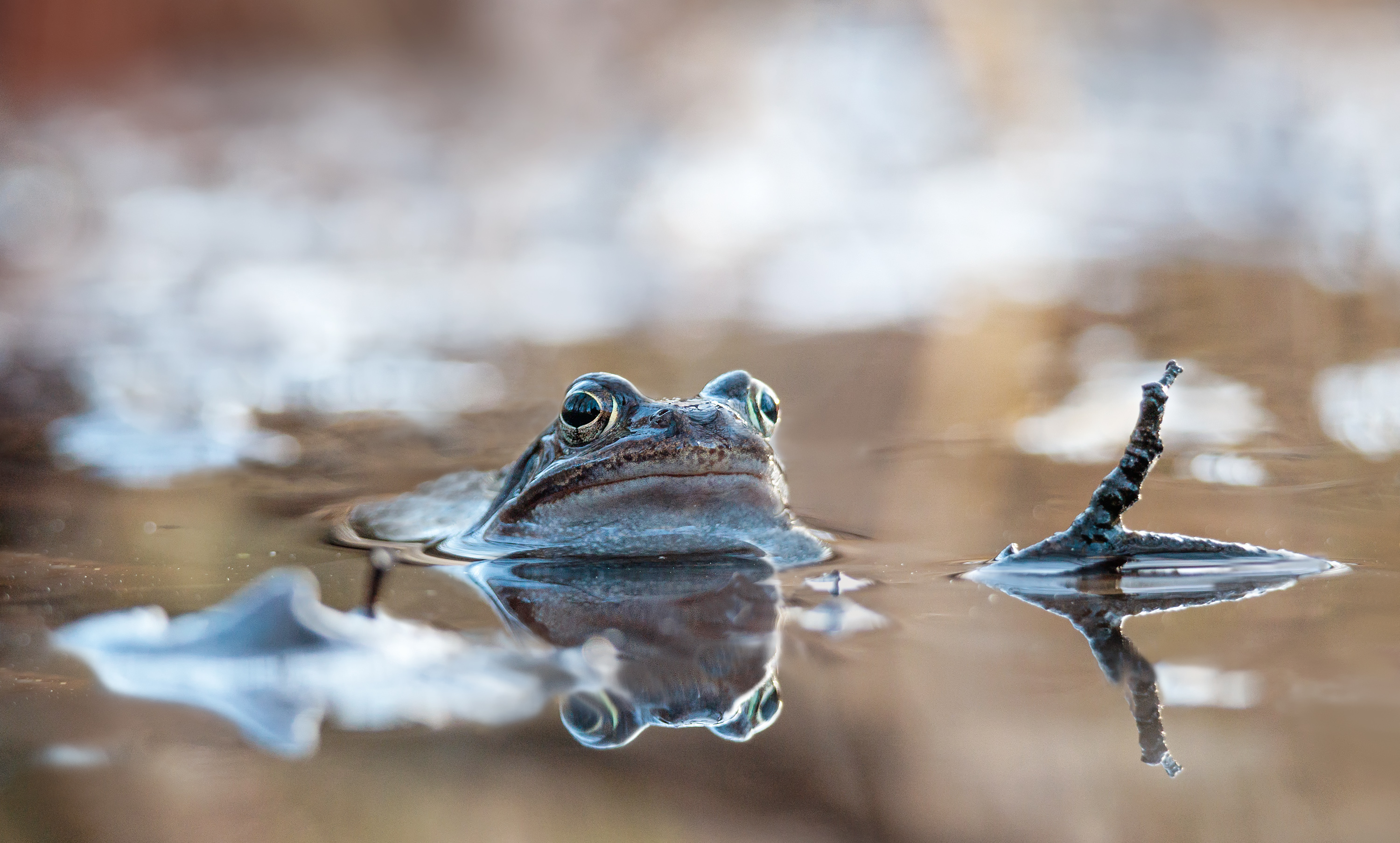 Im Reich der Grasfrösche...