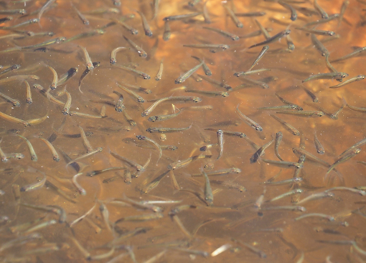 Fischchen