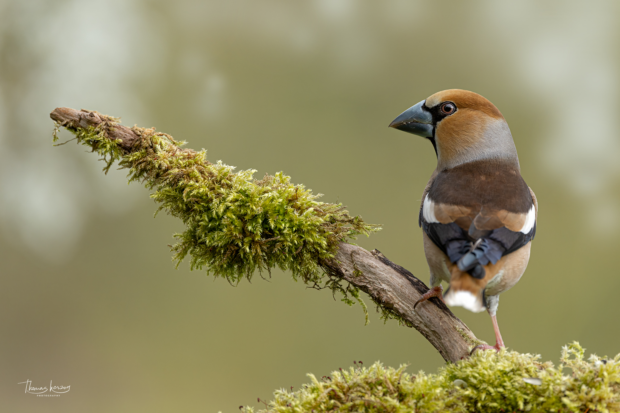 Einer unserer Schönsten