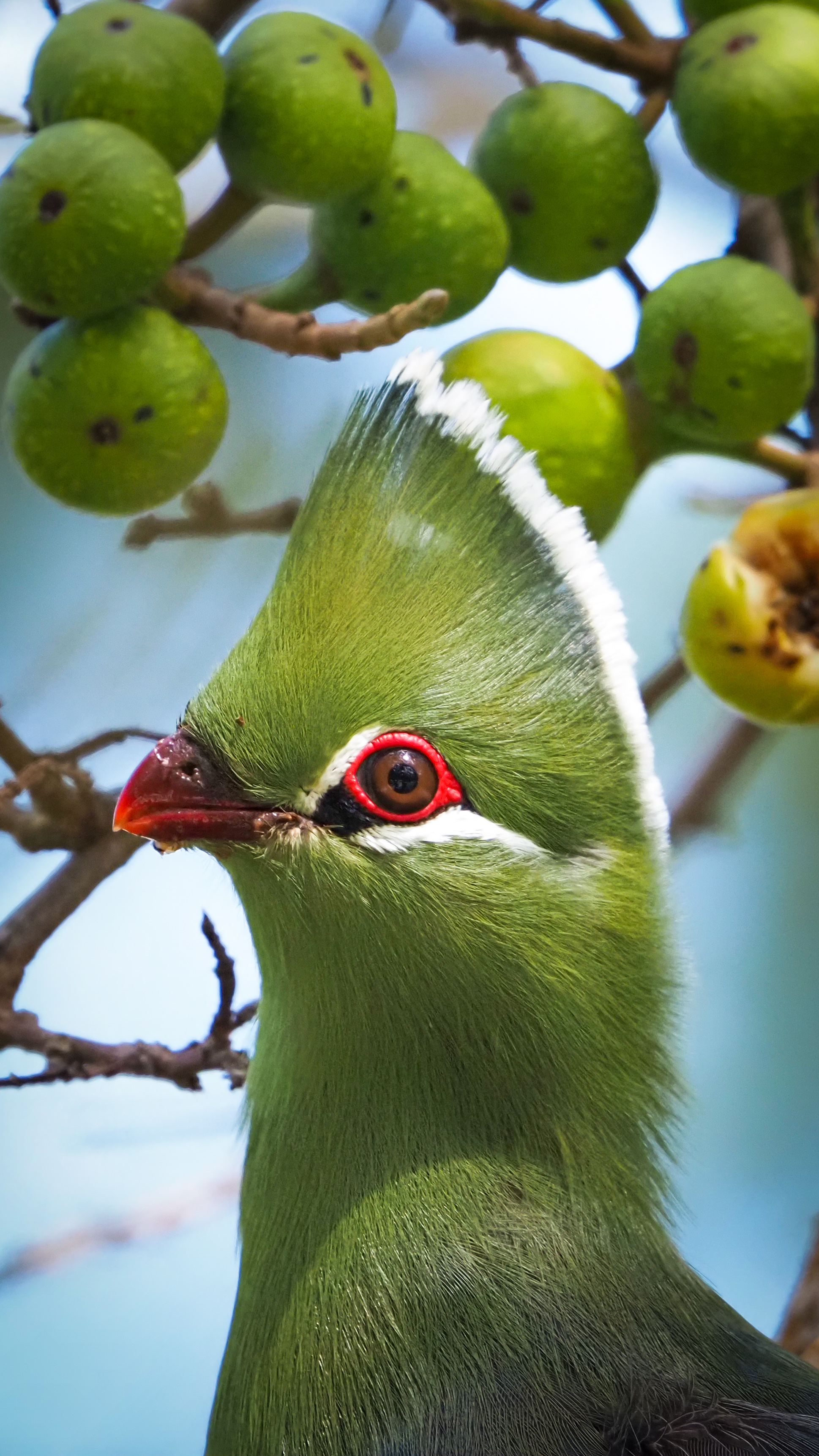 im Feigenbaum