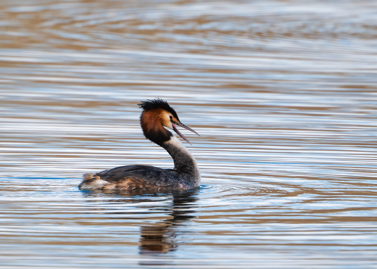 Haubentaucher in der Abendsonne