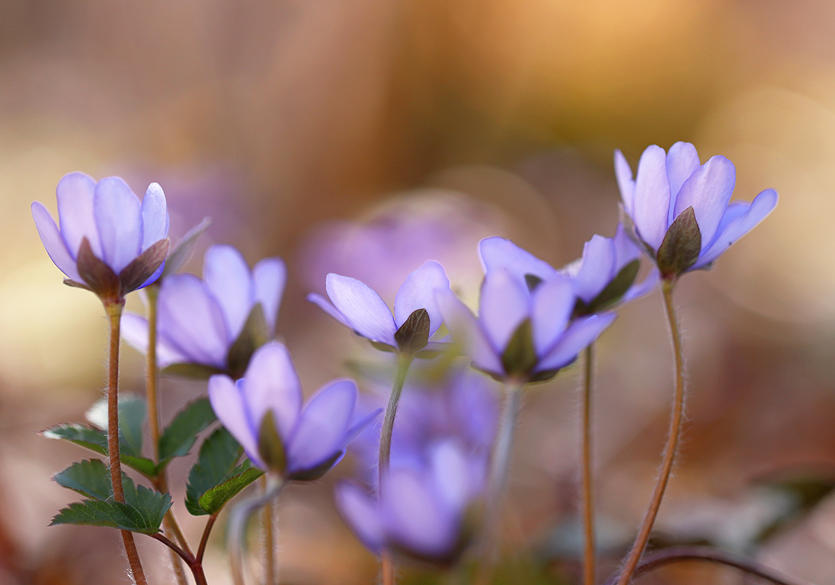 Tanz der Leberblümchen