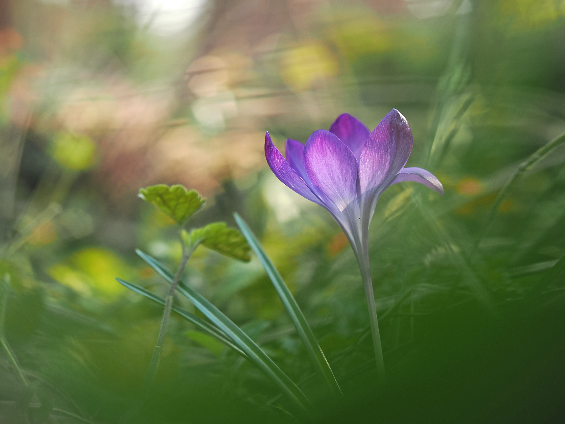 Krokus