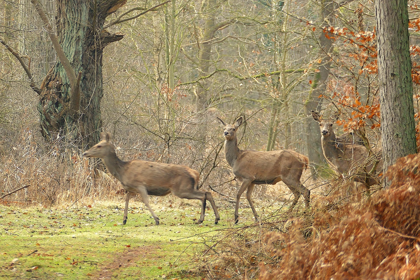 Schon wieder - rechts vor links!