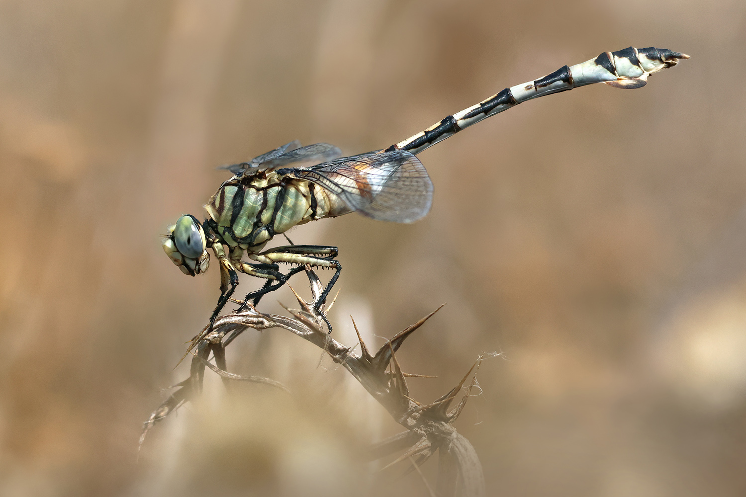 Vorstellung mit Erstbegegnung 2025