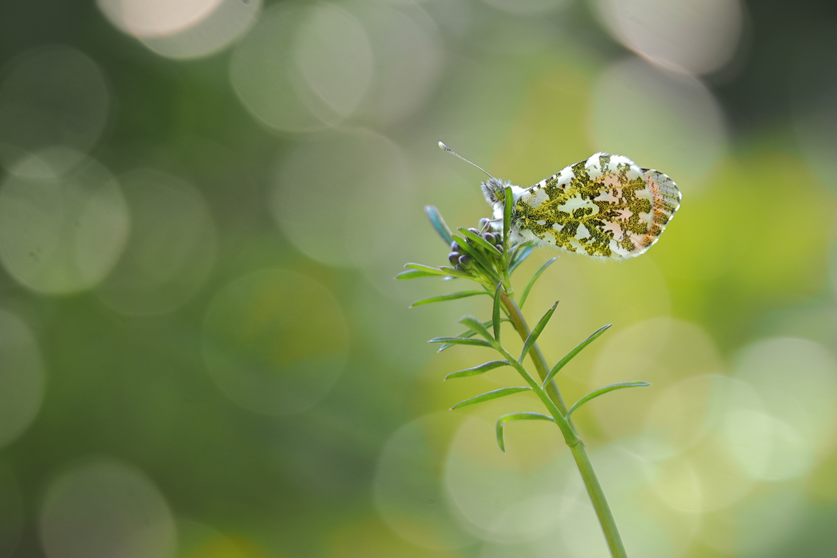 endlich geht es wieder los mit den Aurorafaltern