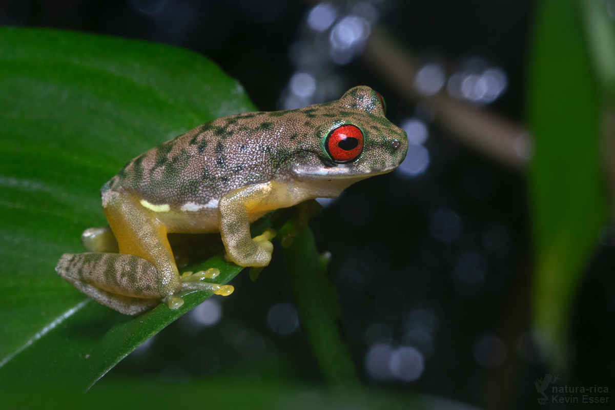 Duellmanohyla rufioculis