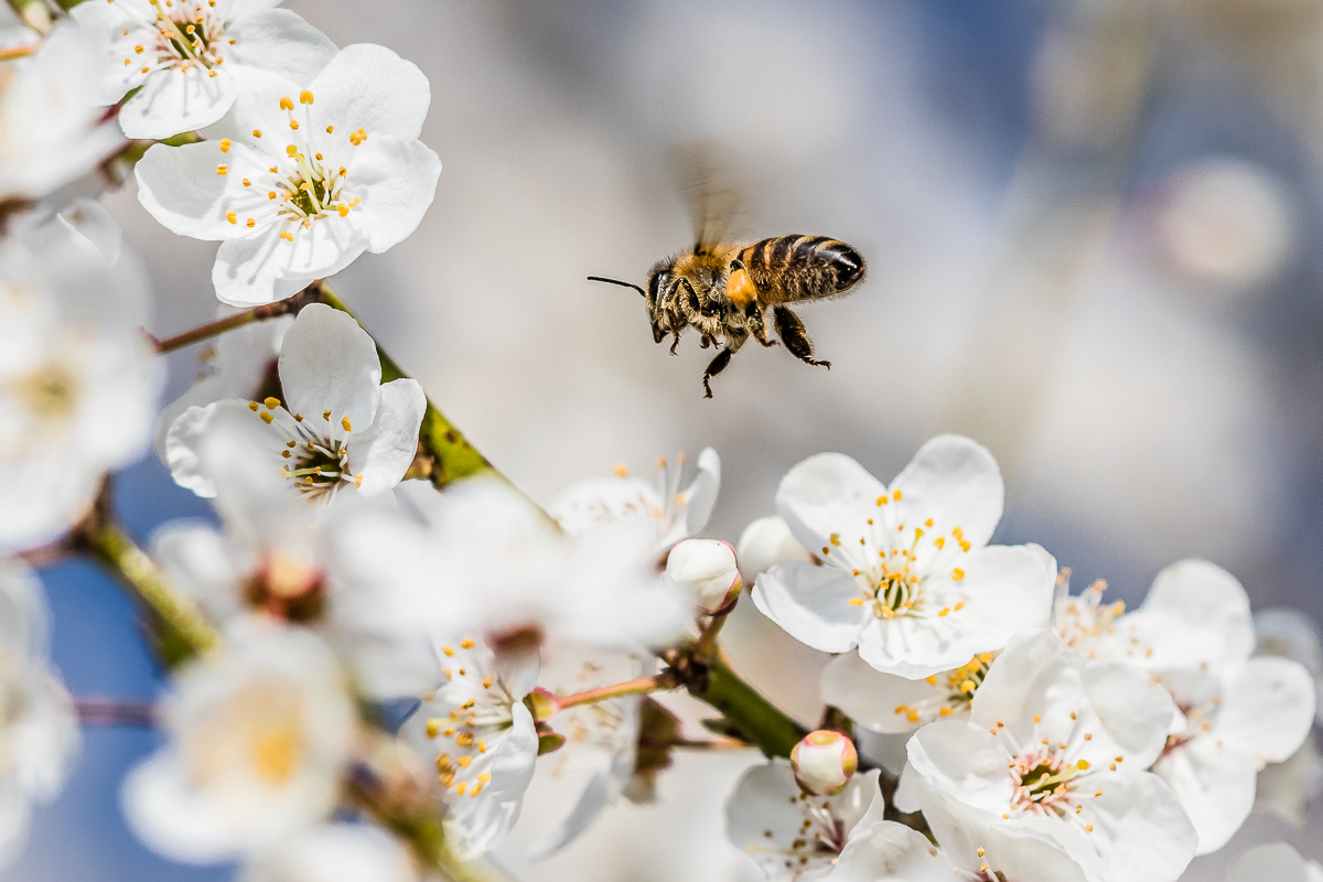 purer Frühling