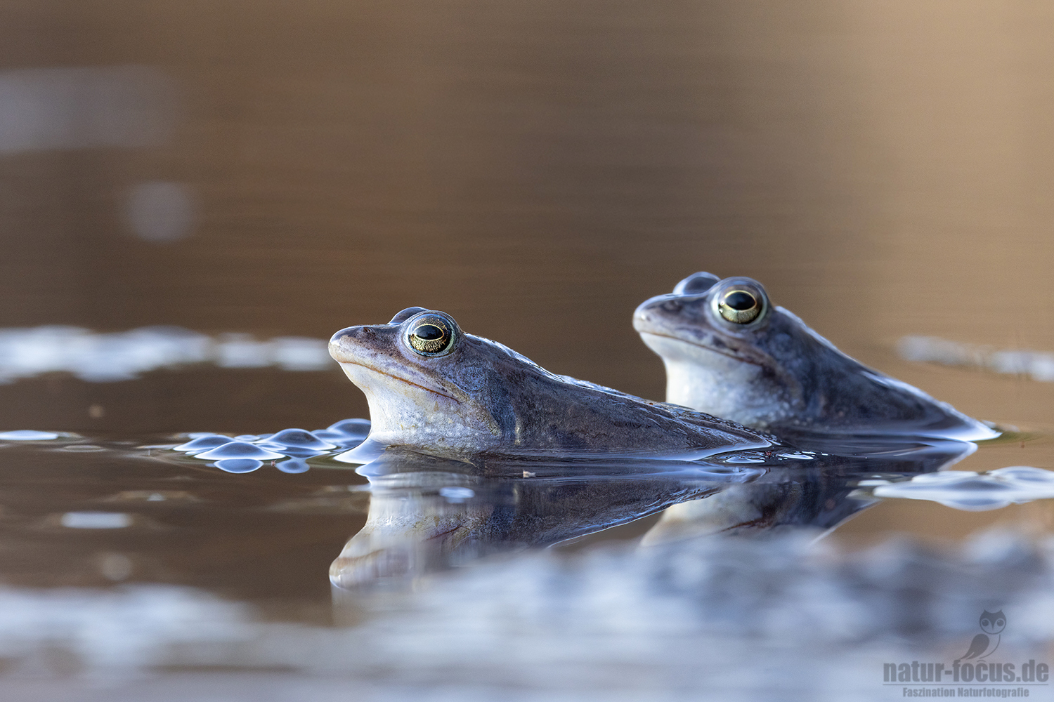 Moorfrösche bei der Balz im Wasser