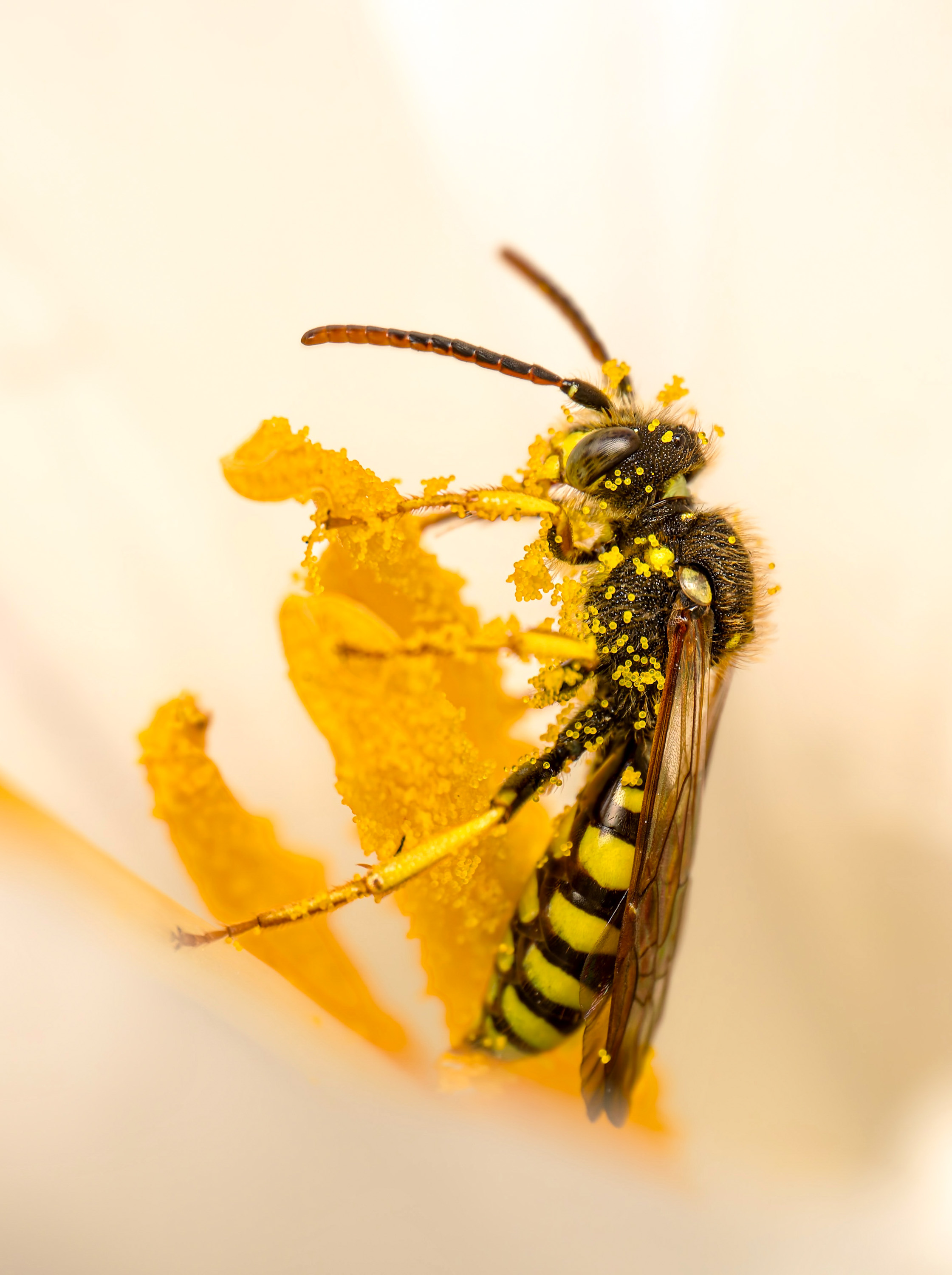 Rotfühler-Wespenbiene