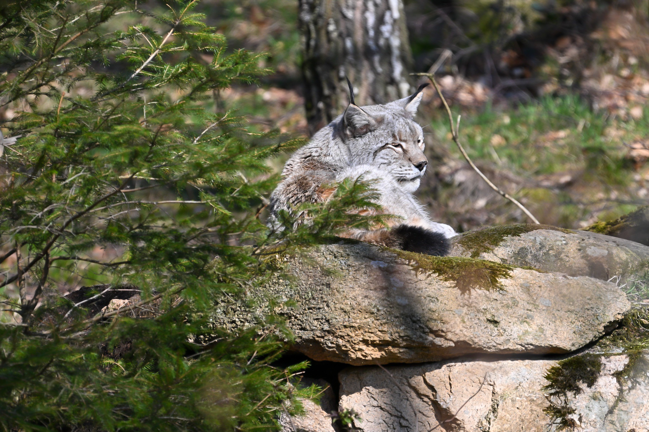 Der Luchs
