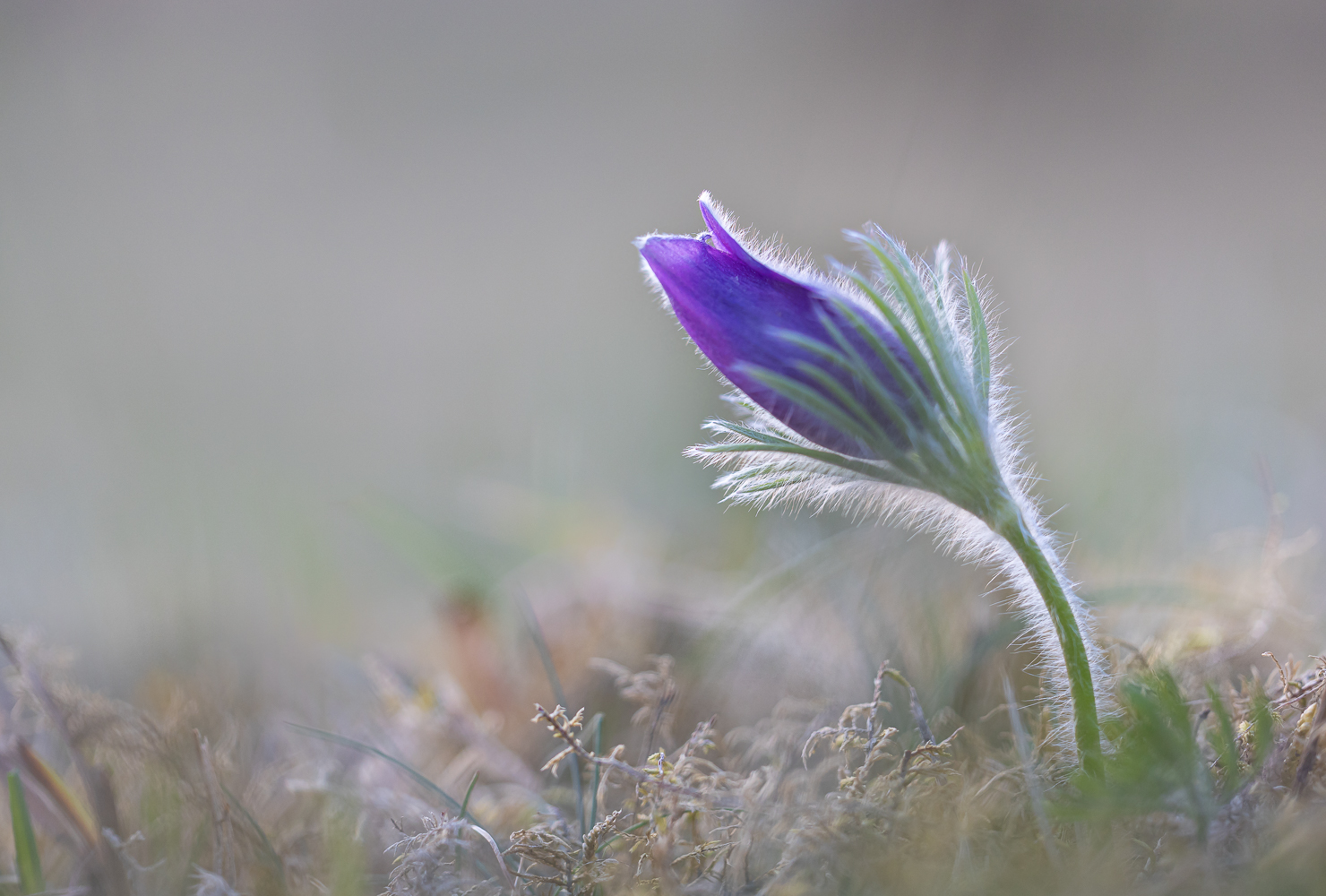 Im Gegenlicht