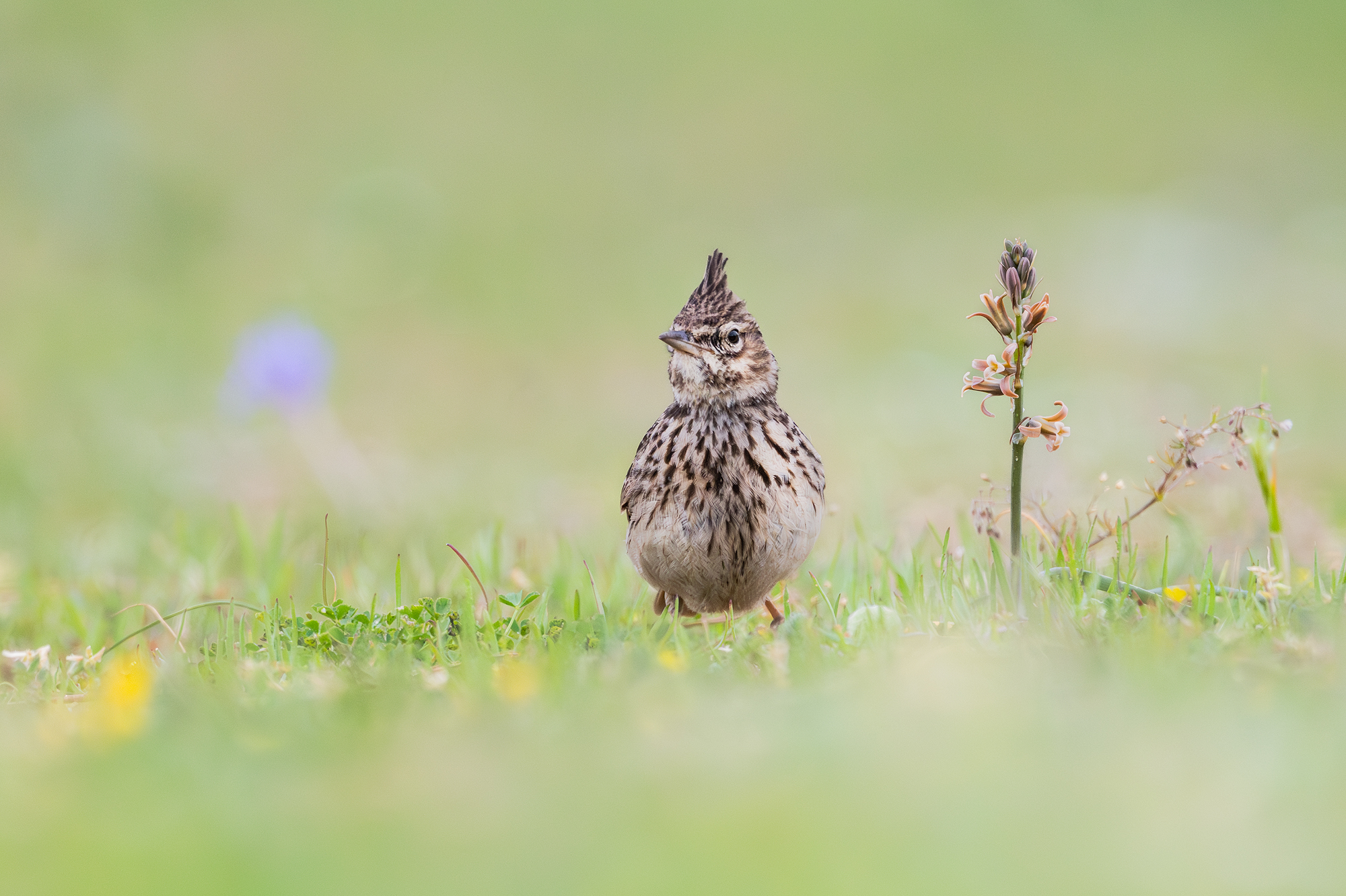 Theklalerche oder Haubenlerche