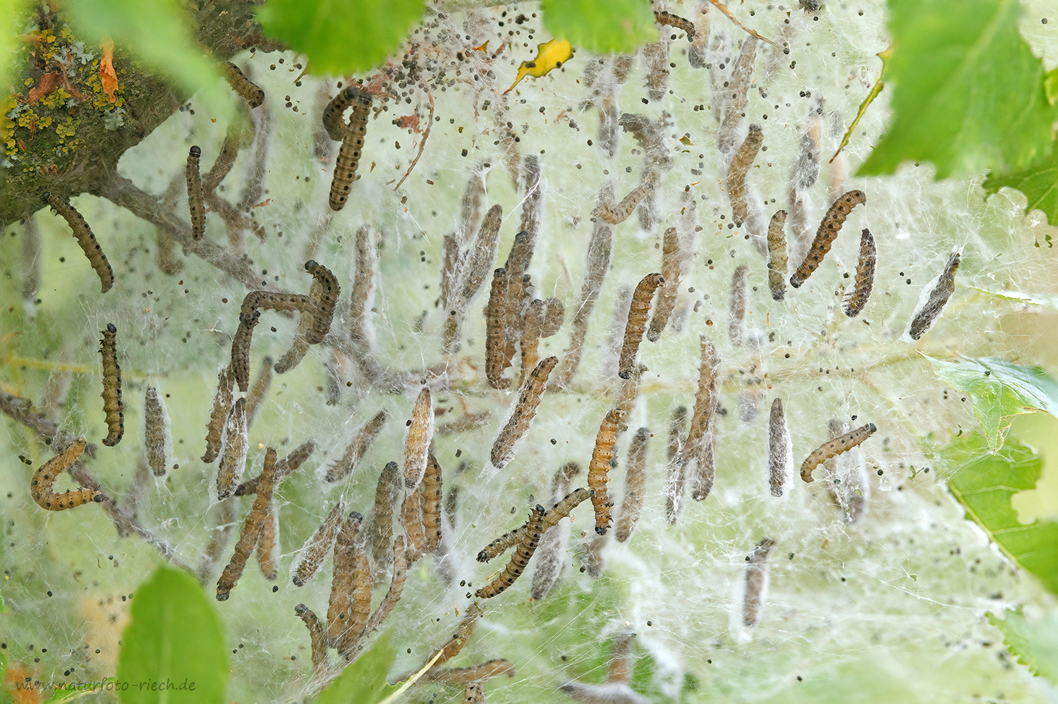 Gespinstmottenuniversum