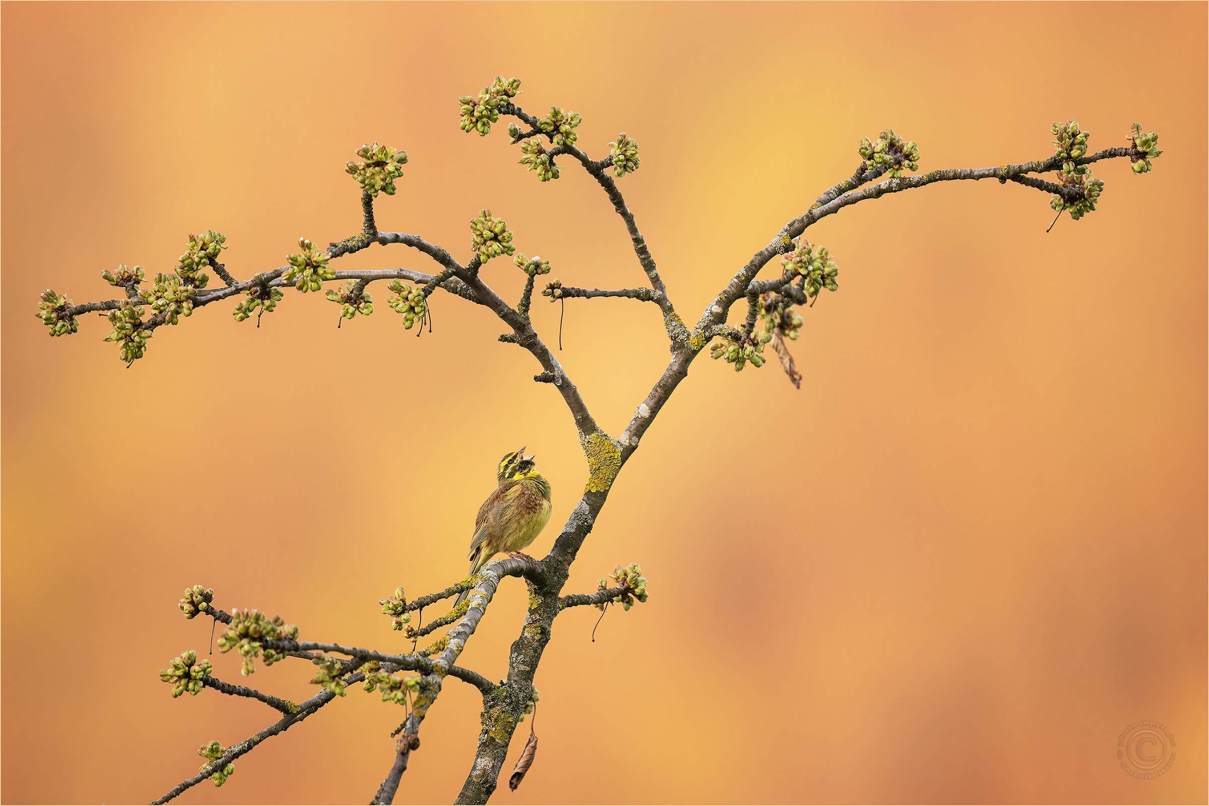 Es muss nicht immer…