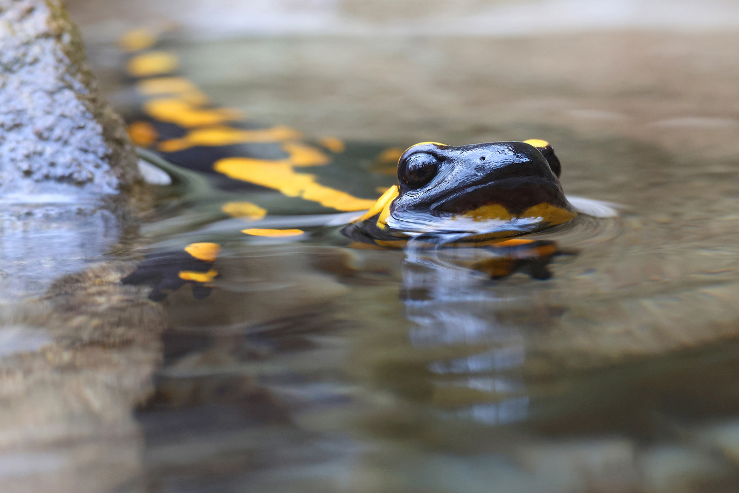 Feuersalamander voll entspannt