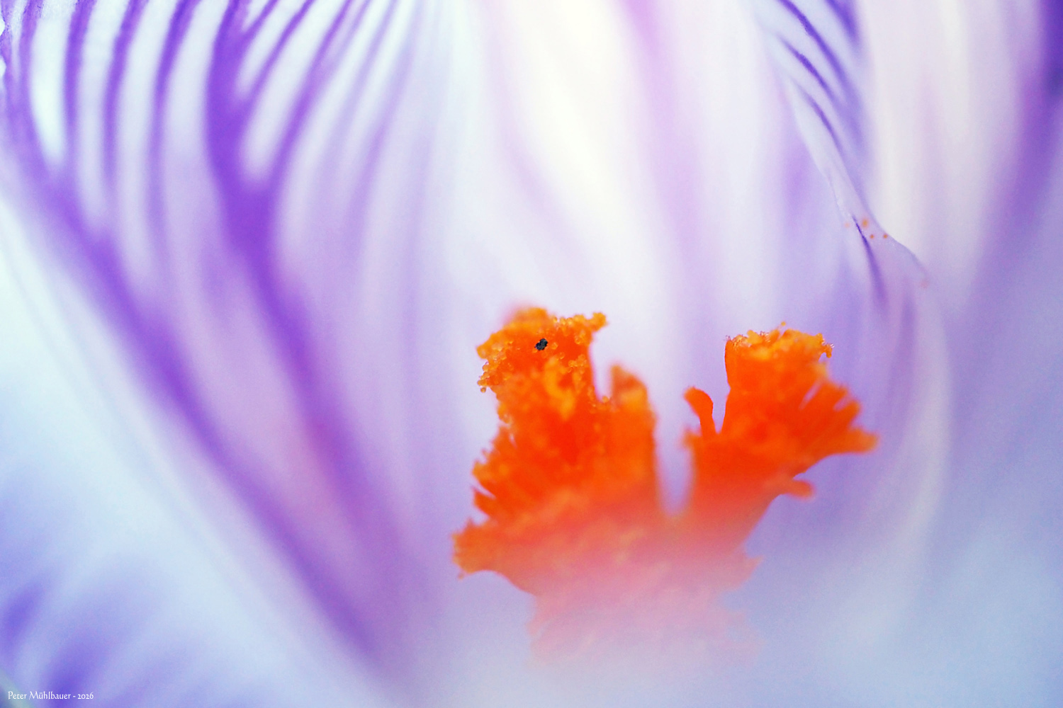 Krokuss Eichhörnchen