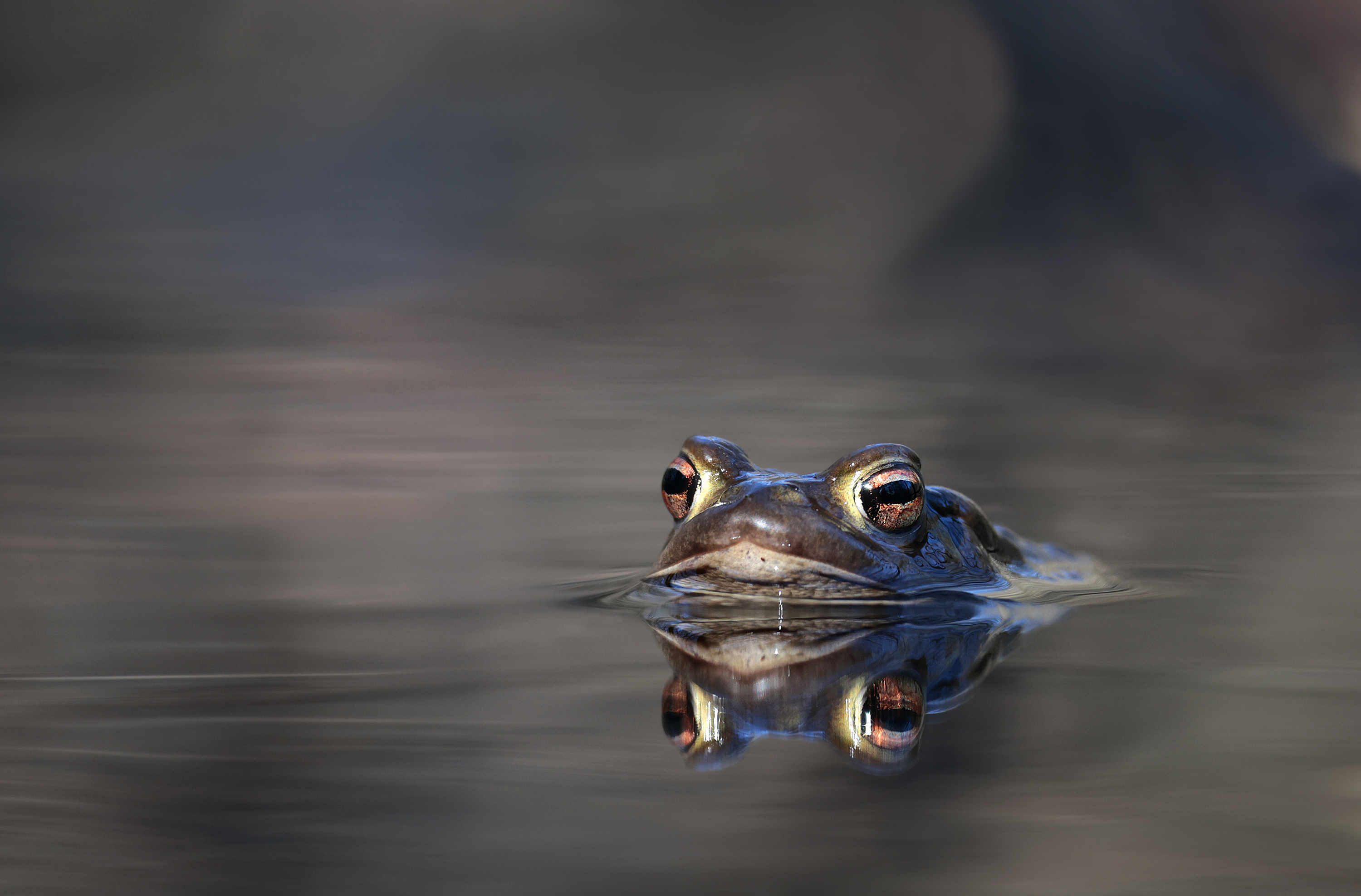 Unterm Busch auf Augenhöhe....