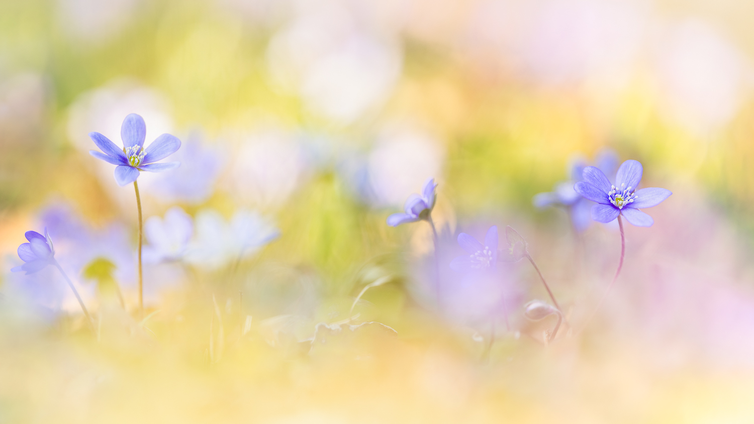 Der Leberblümchen-Tanz