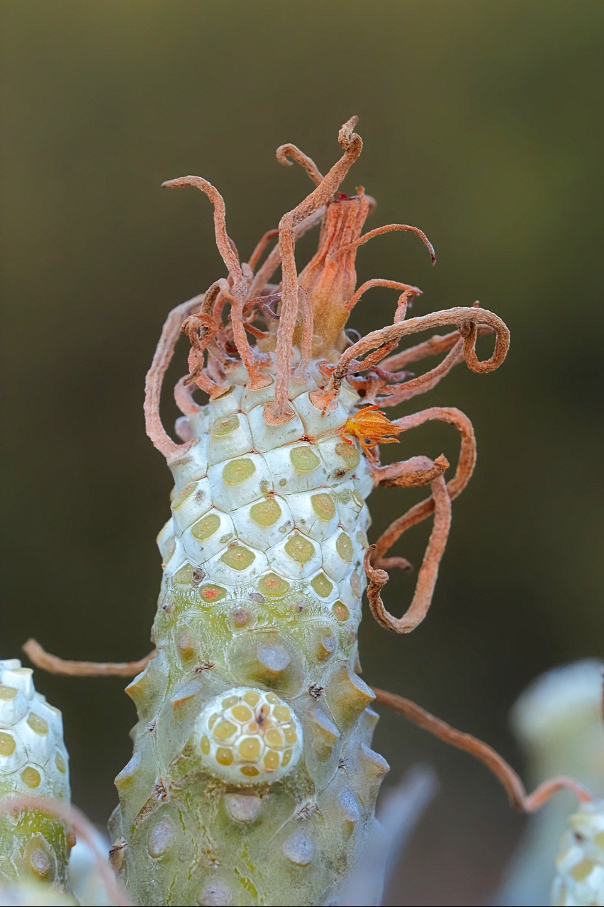 Medusa
