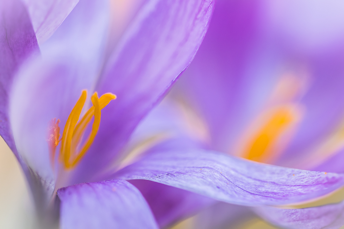 Dem Krokus ganz nah