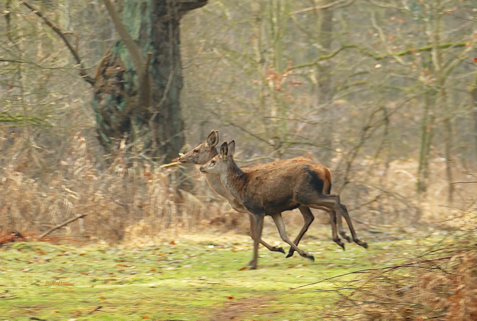 Muttertier und Kalb