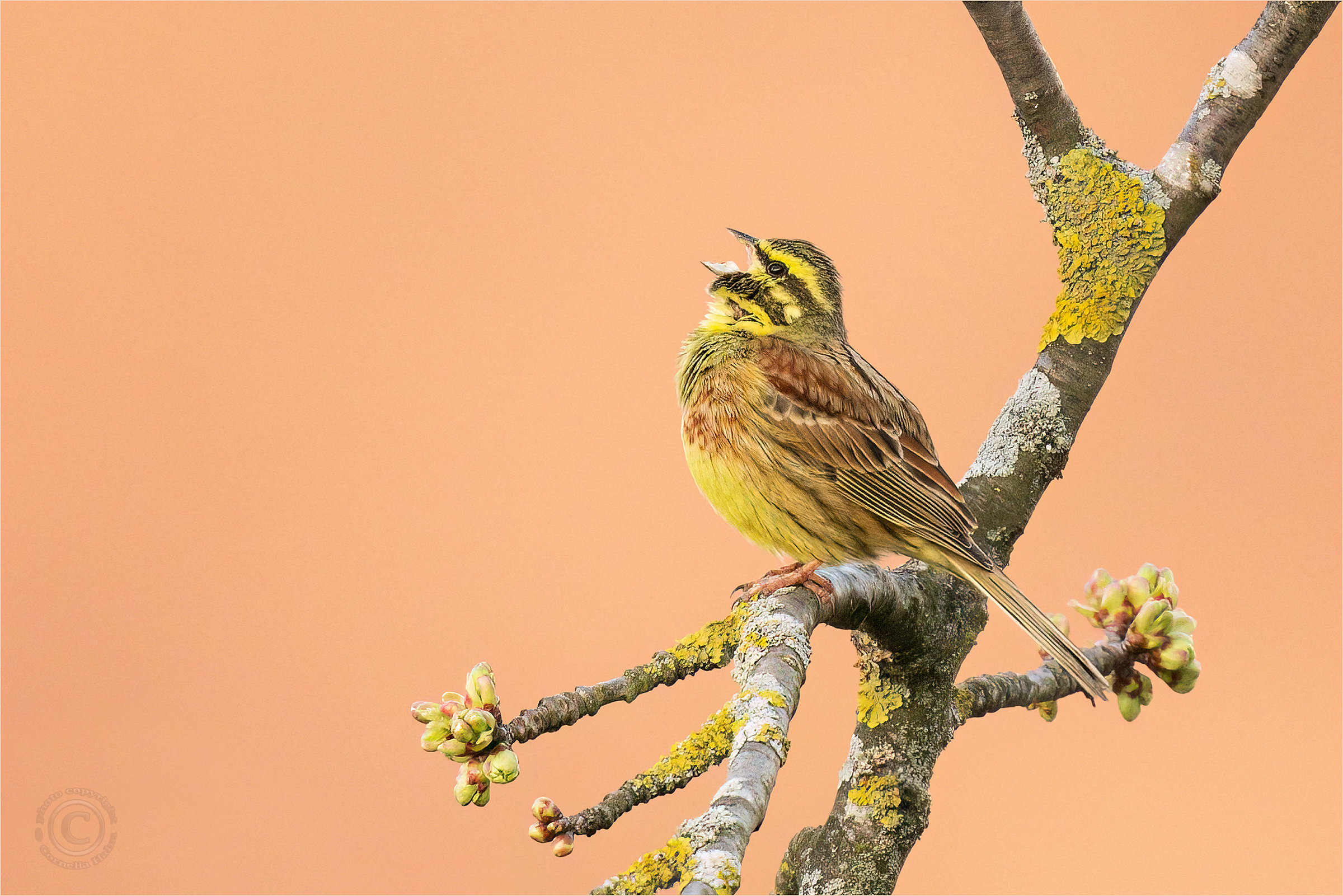 Zaunammer (emberiza cirlus)