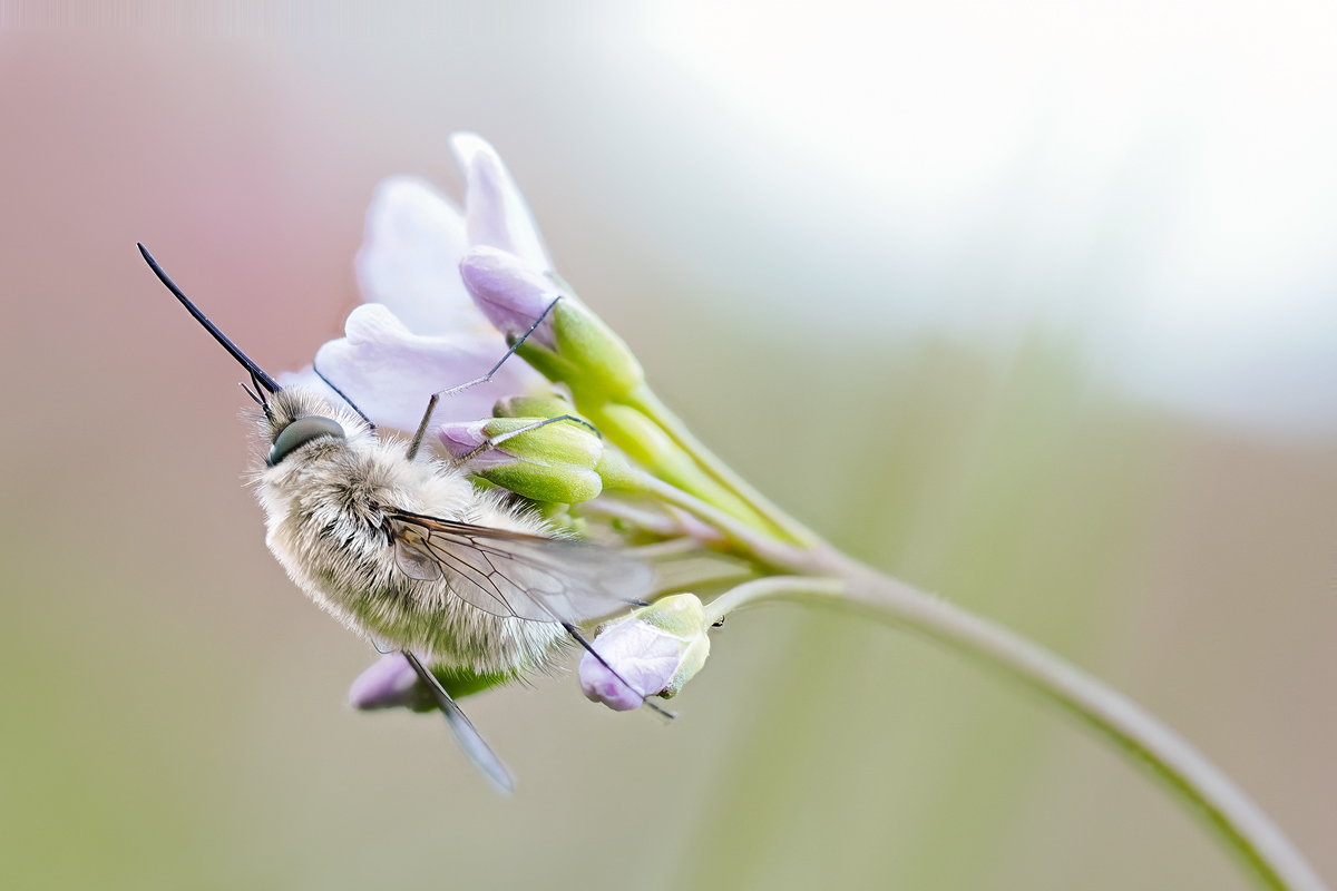 Die ersten Wollschweber