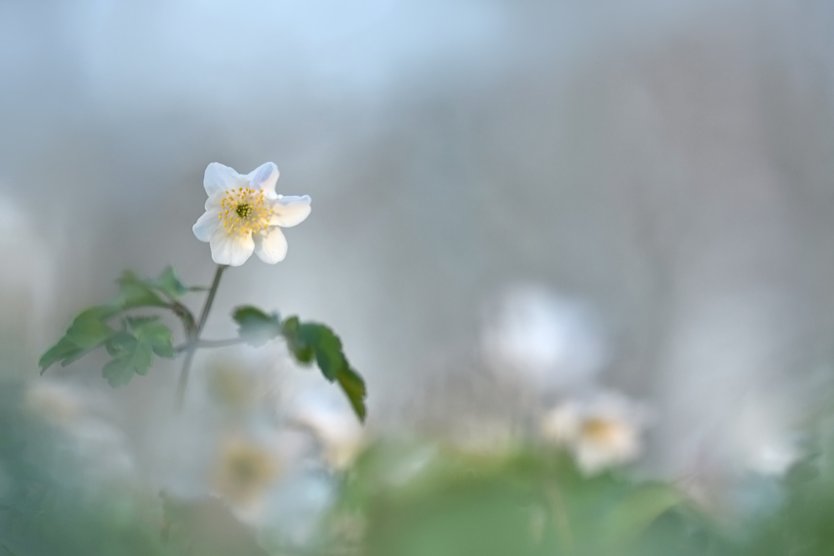 Es ist die Zeit der Buschwindröschen