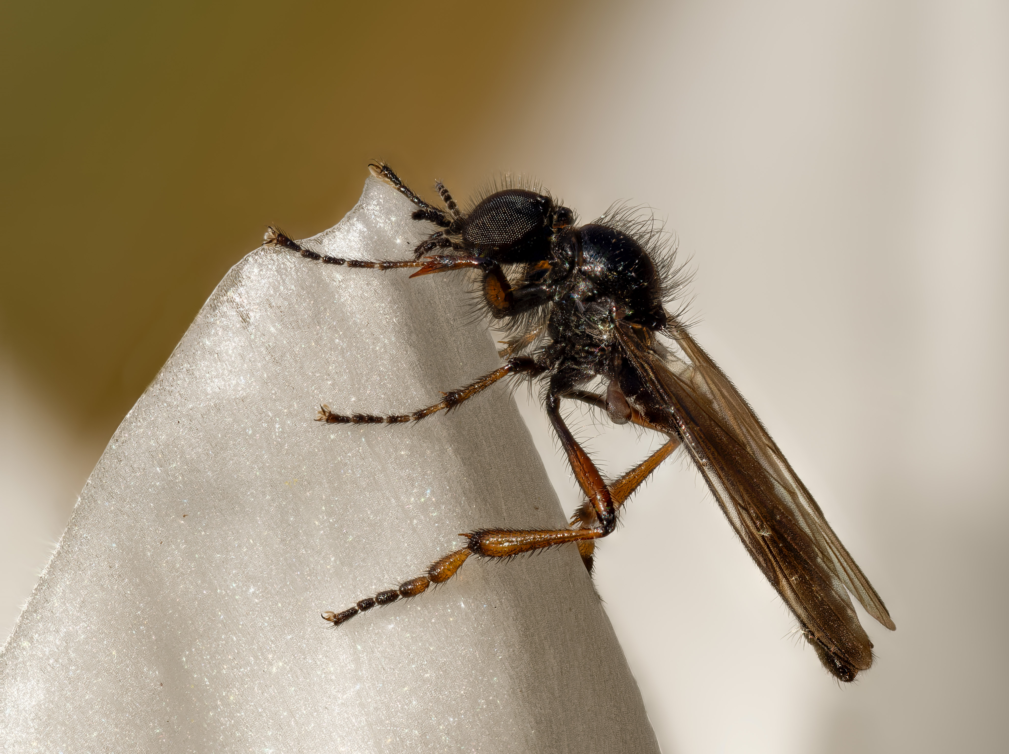 Wie man sich täuschen kann