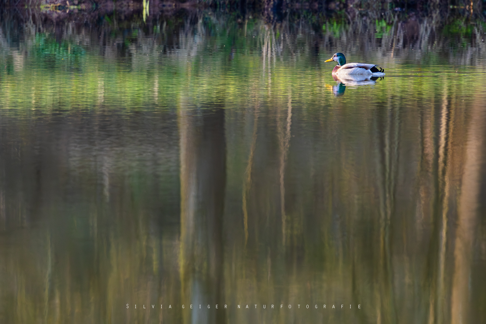 Nur eine Ente