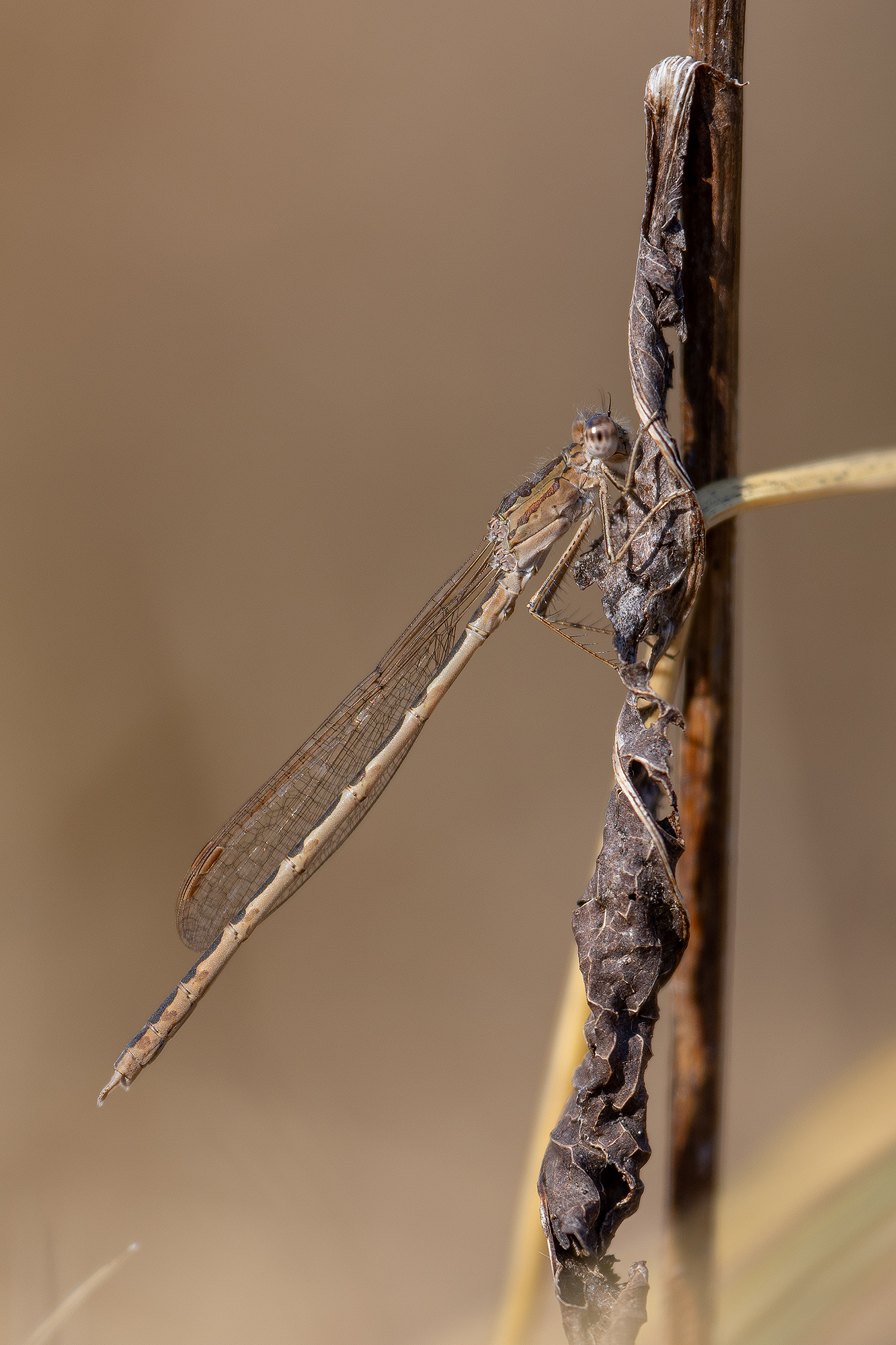 FTGFOP (Finest Tippy Golden Flowery Orange Pekoe)