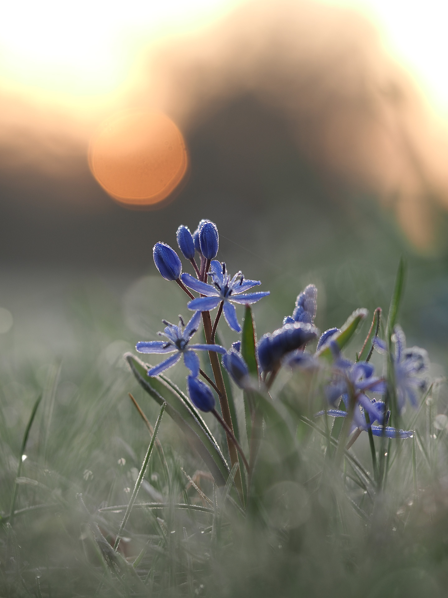 Scilla