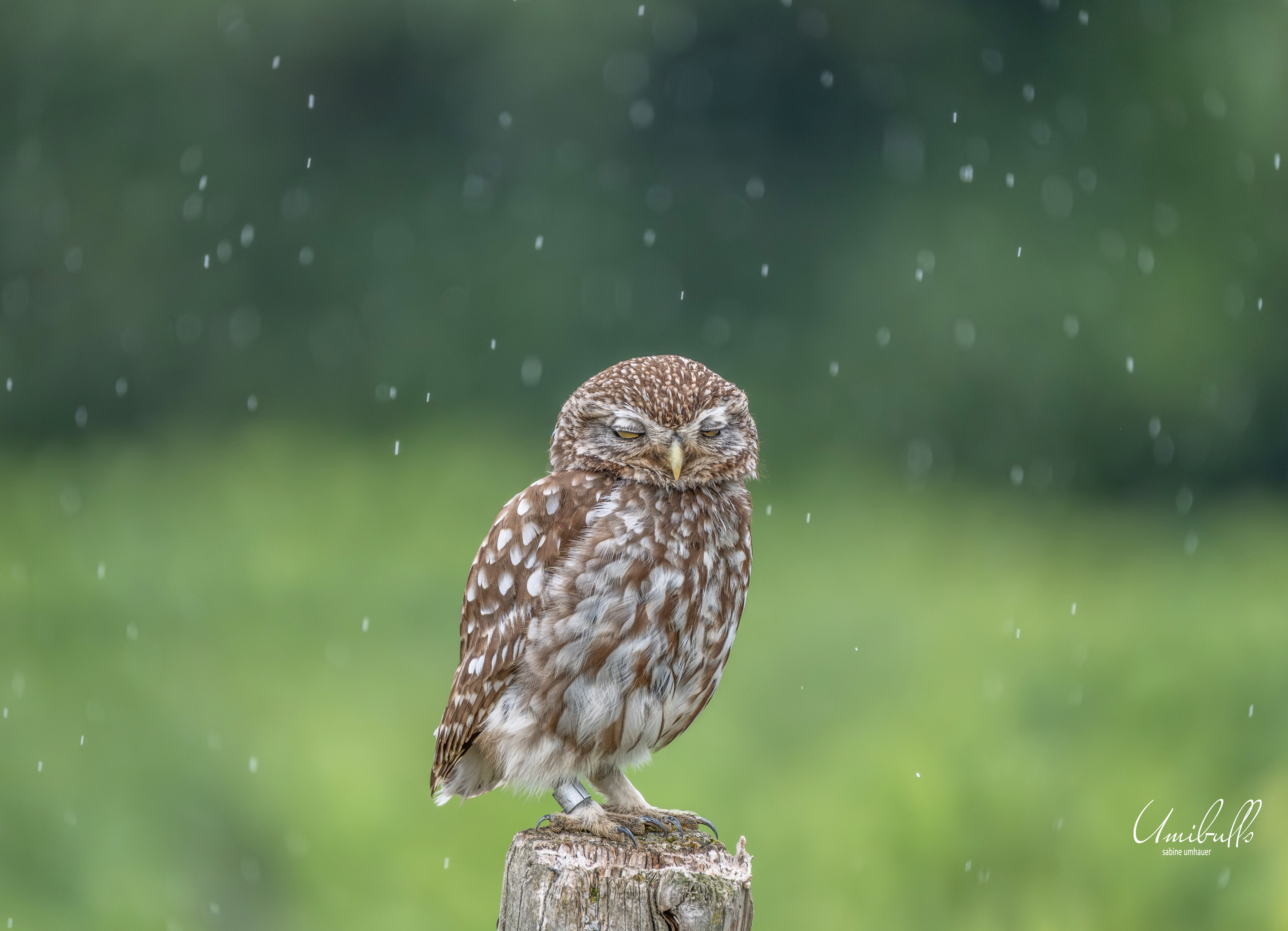Steinkauz Weibchen im Regen
