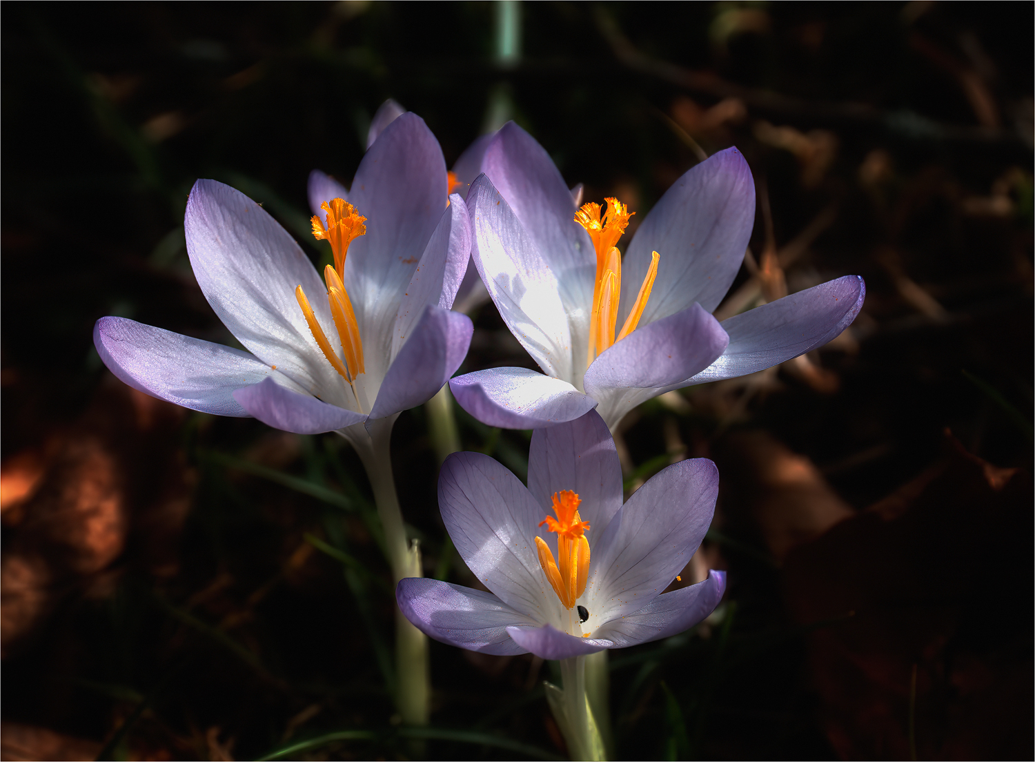 Krokusse