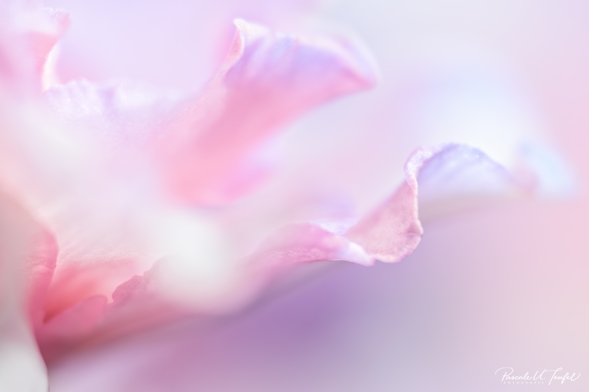 Für ein ganz besonderes Paar