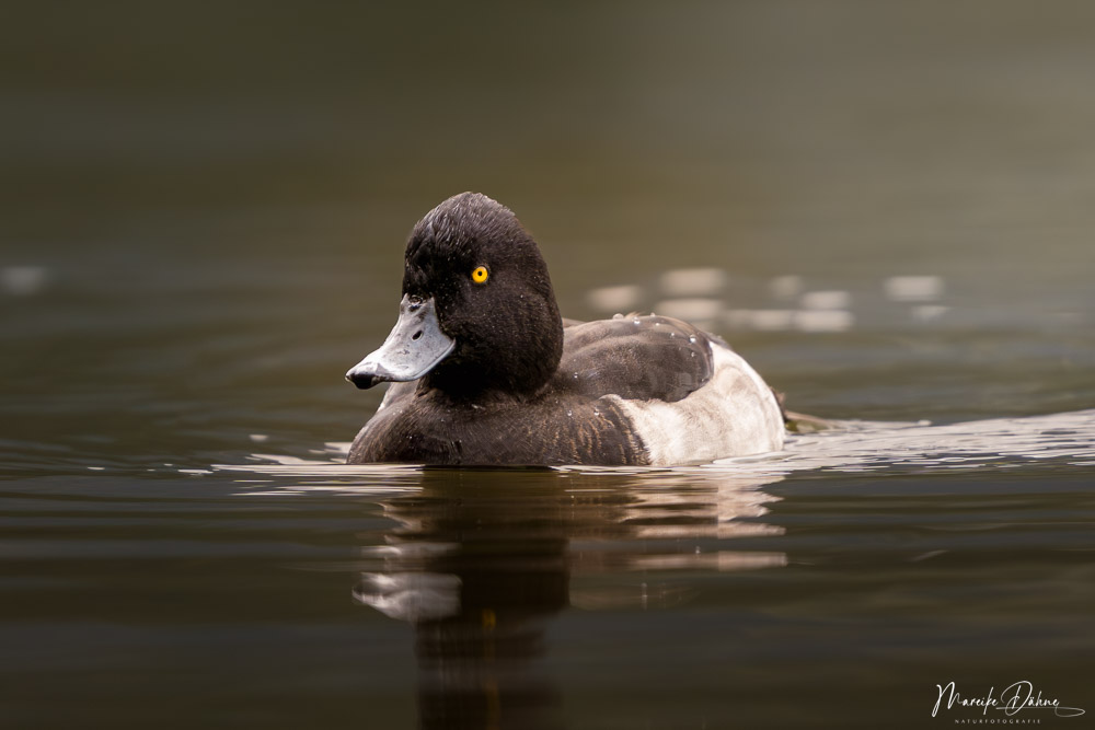 Erpel im Schlichtkleid