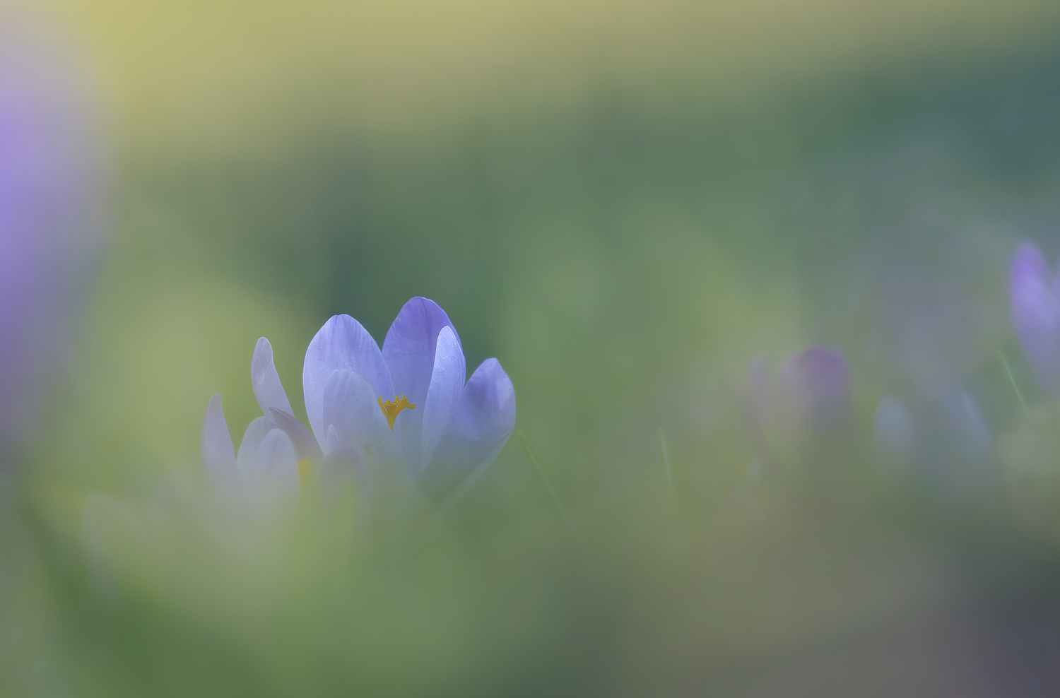 Krokus