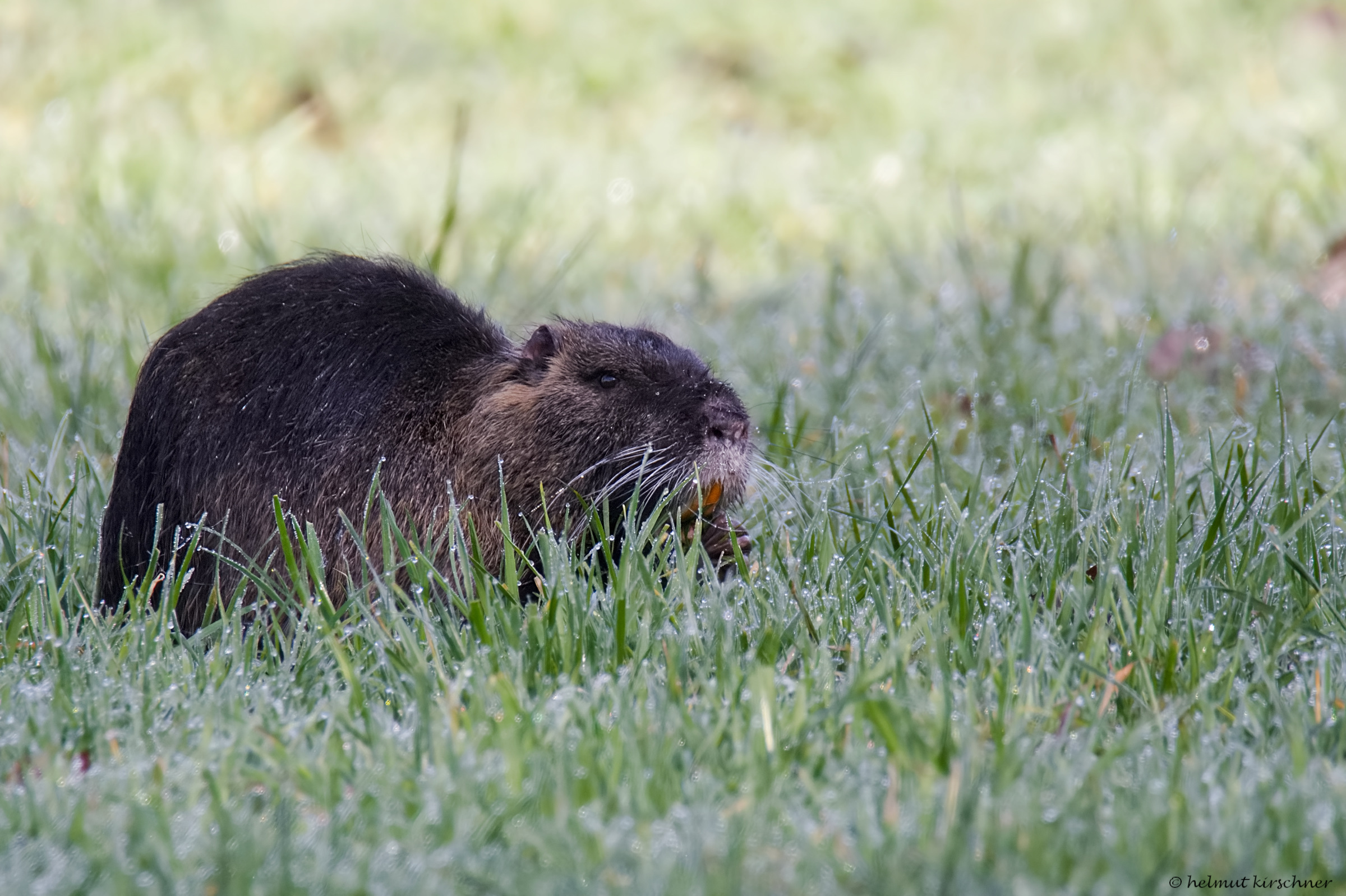 Biberratte_2