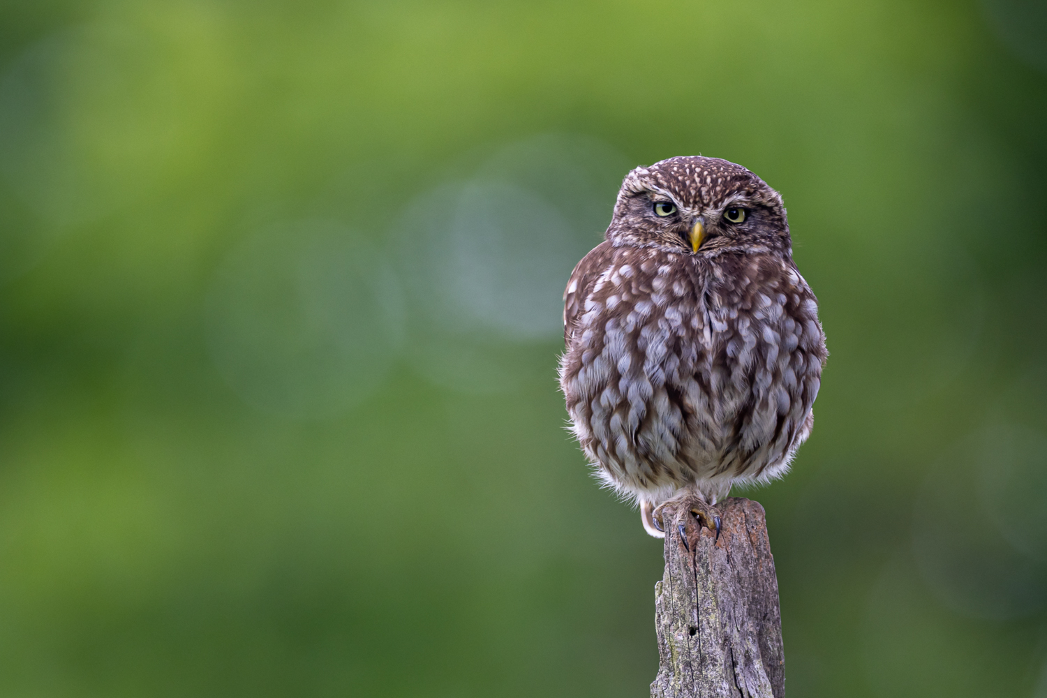 Dieser Blick