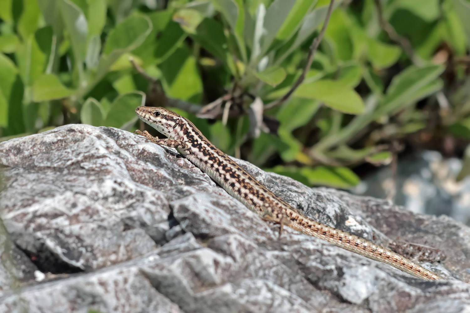 Mauereidechse vom Olymp