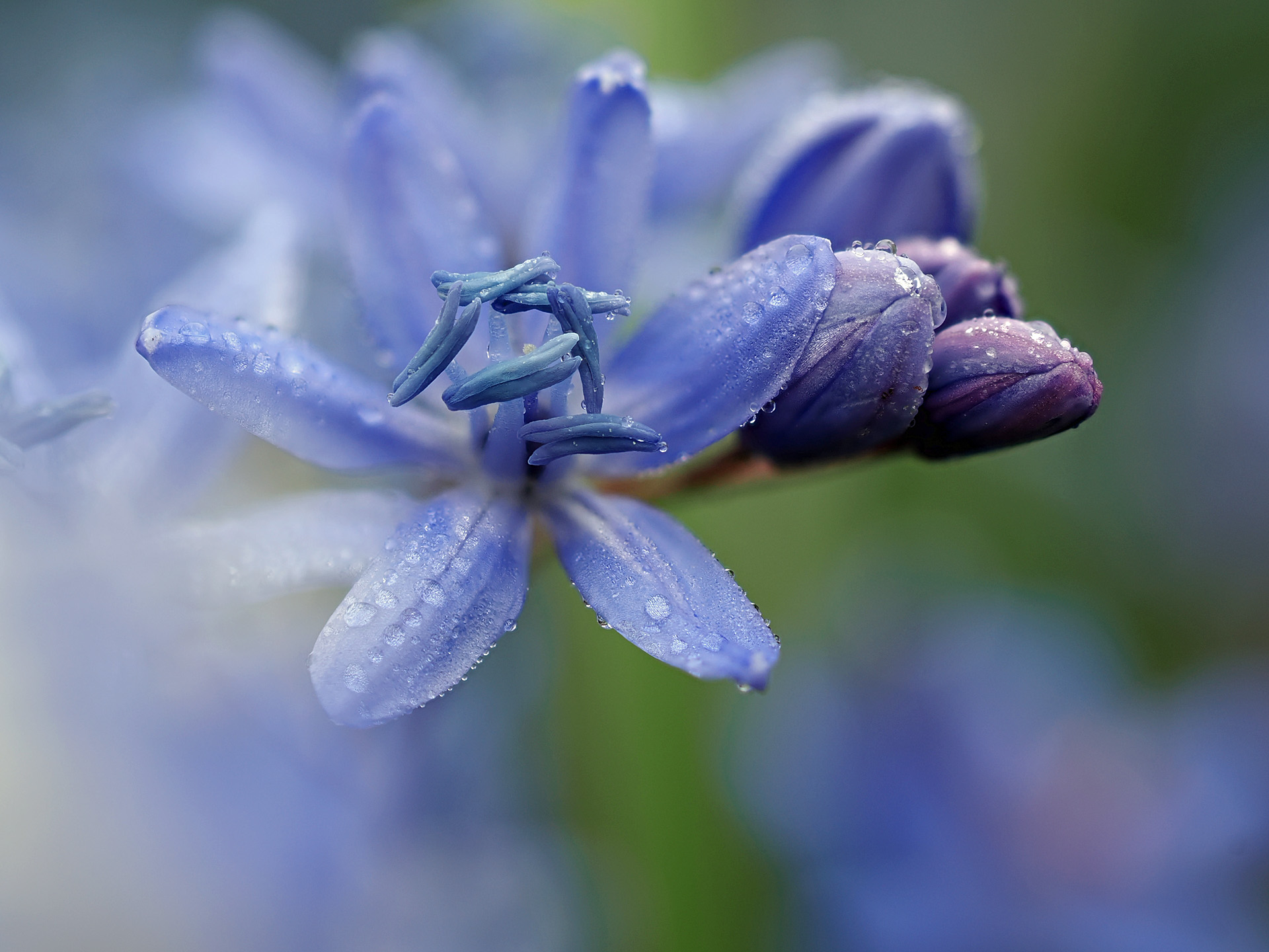 rhapsodie in blue