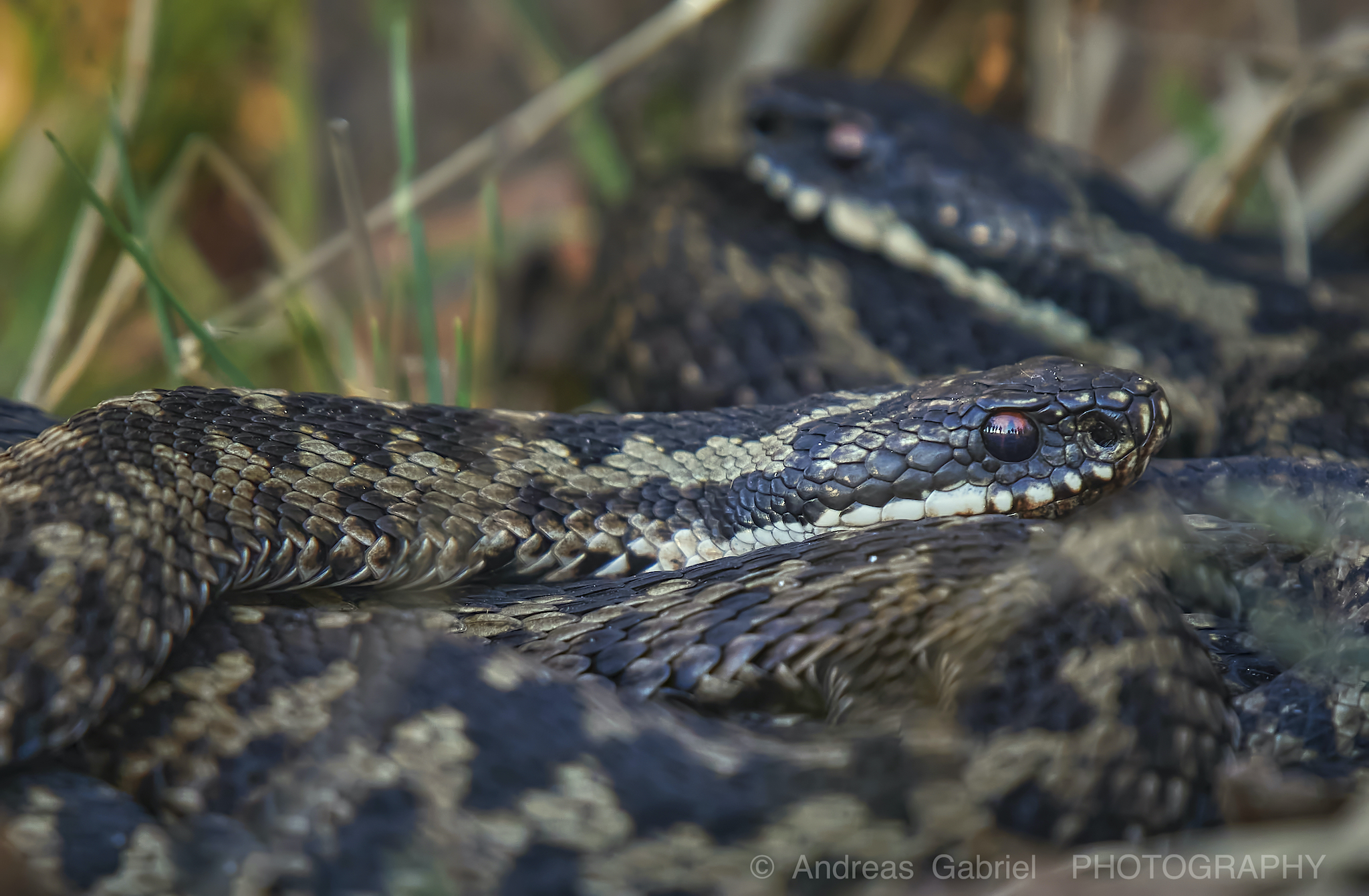 Im Auge der Kreuzotter