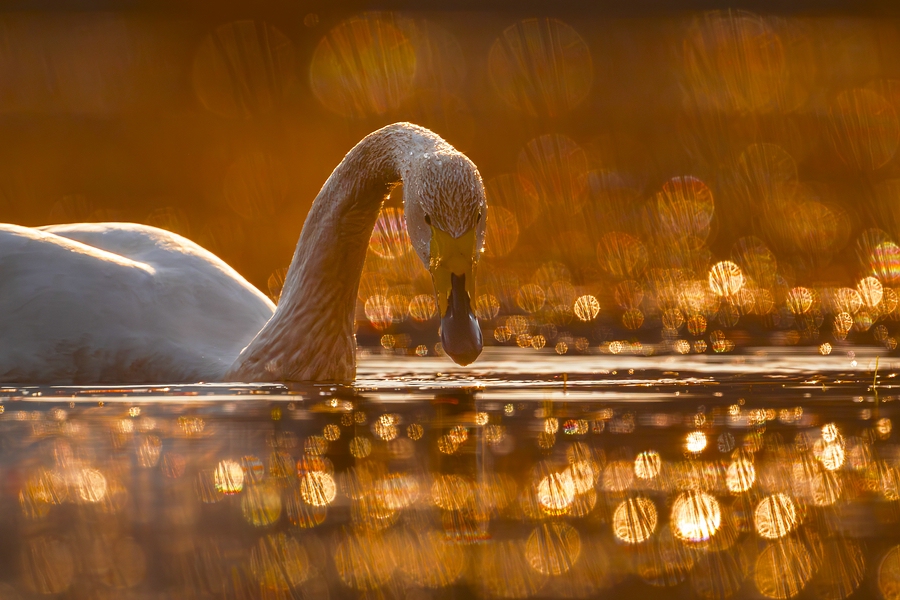 "...Singschwan..."