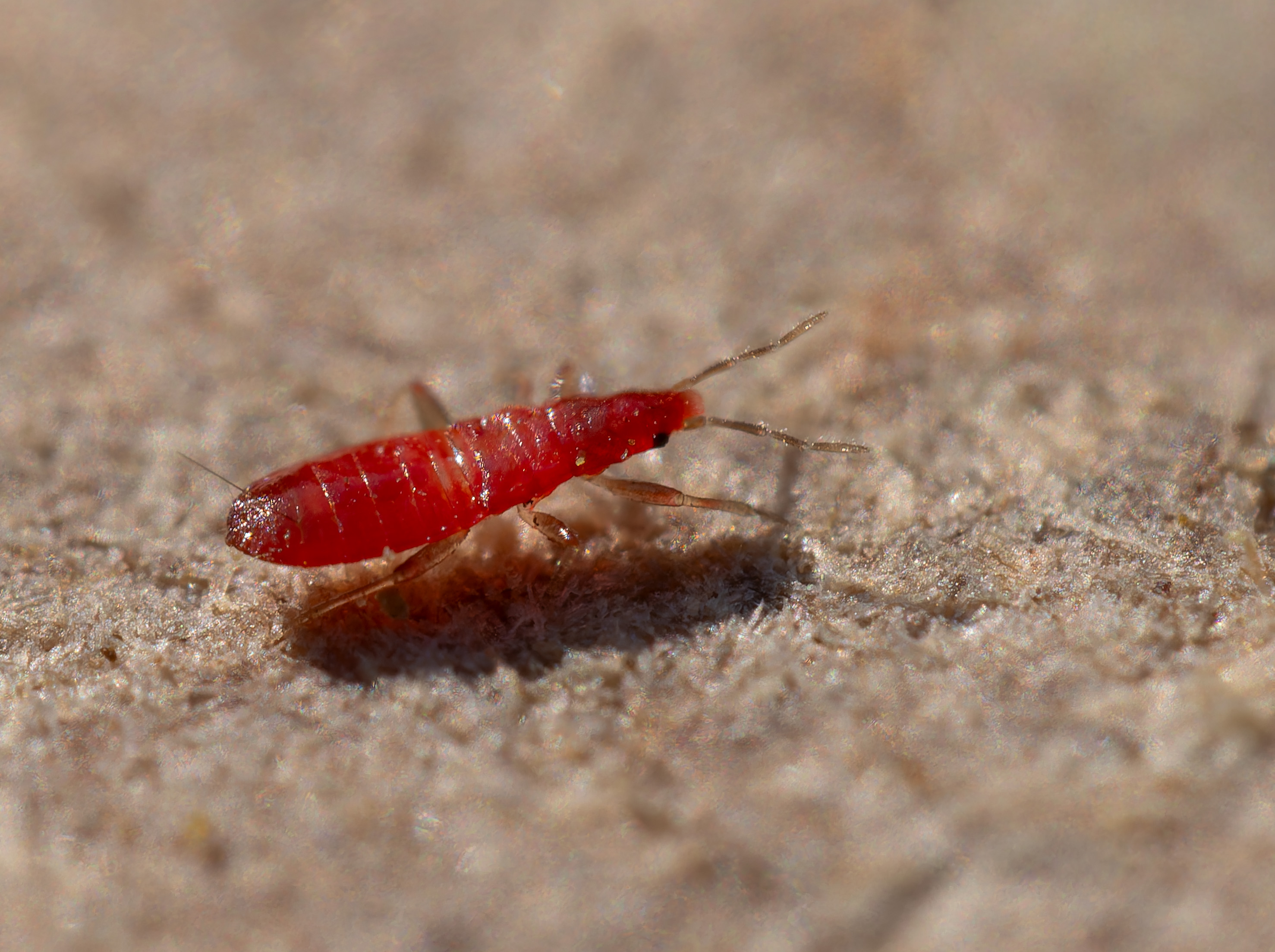 Ein wichtiger Nützling